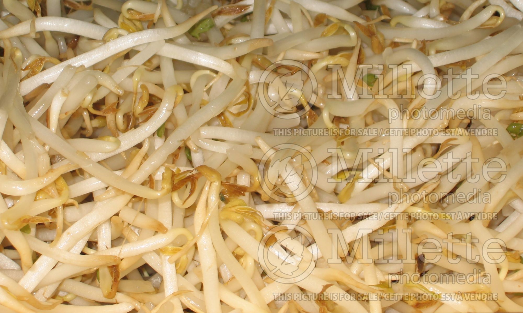Vigna radiata (mung bean - Bean sprouts) 2
