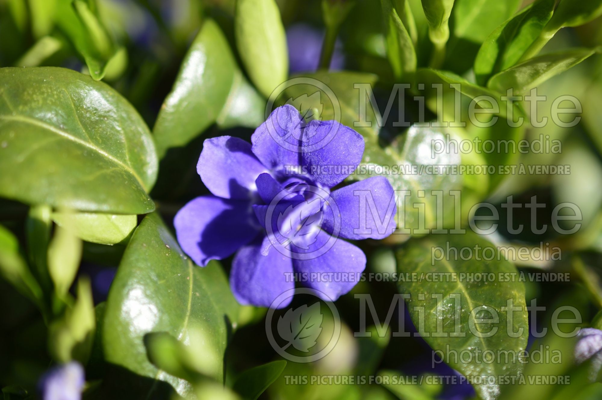 Vinca Azurea Flore Pleno (Periwinkle) 1
