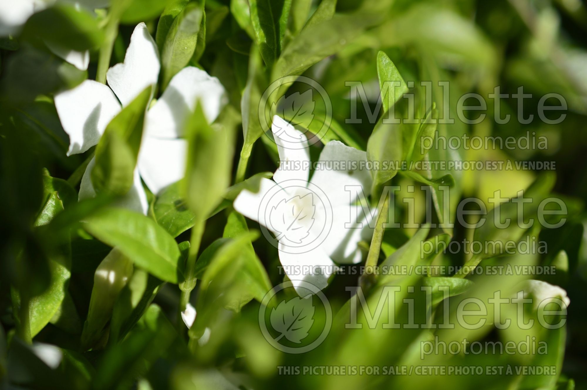 Vinca Elisa (Periwinkle) 1