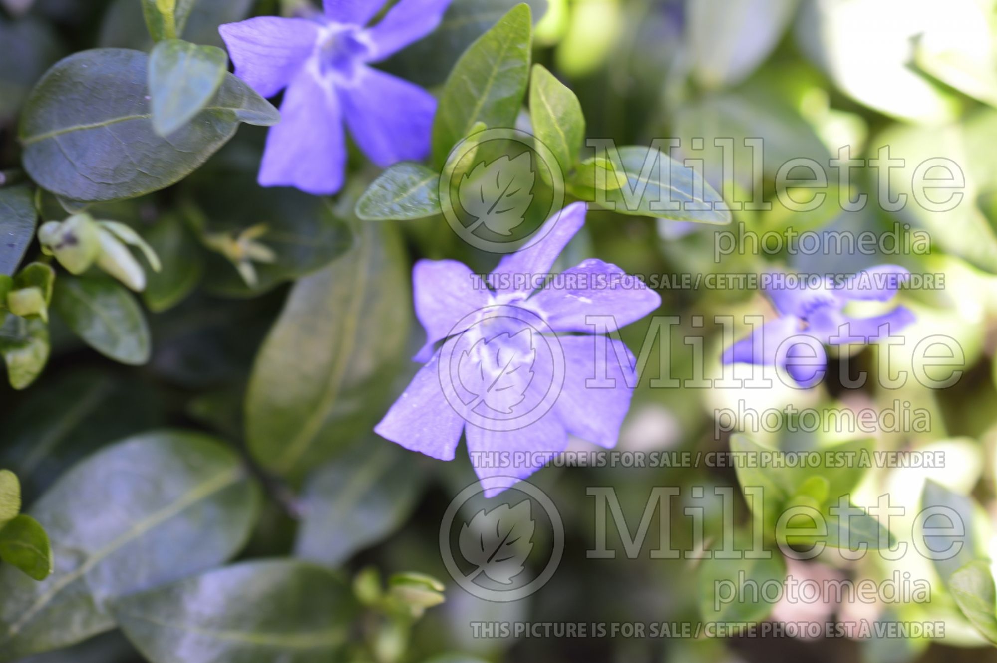 Vinca Marie (Periwinkle) 1