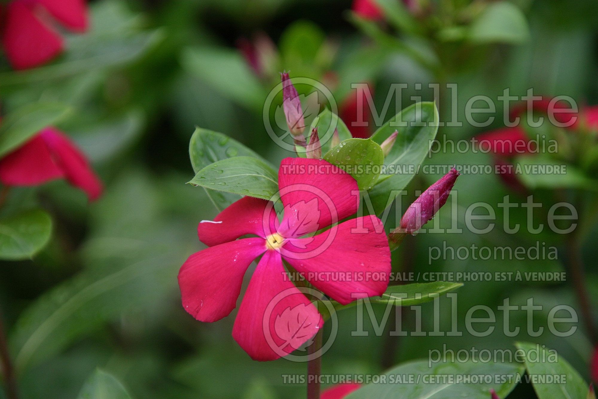 Vinca aka Catharanthus Merry Go Round (Periwinkle Upright Vinca) 1