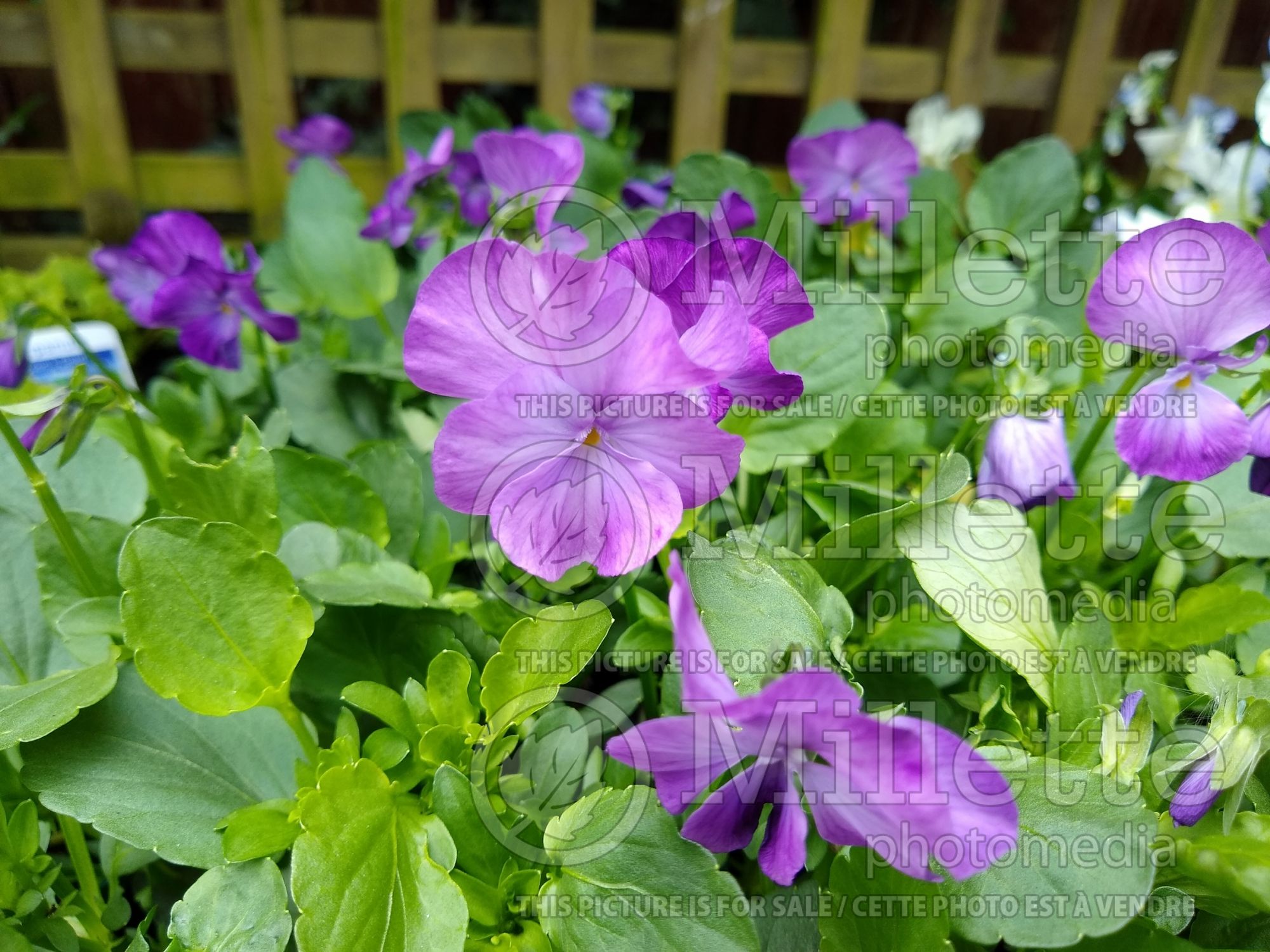 Viola Rosy Rayne (Pansy) 1