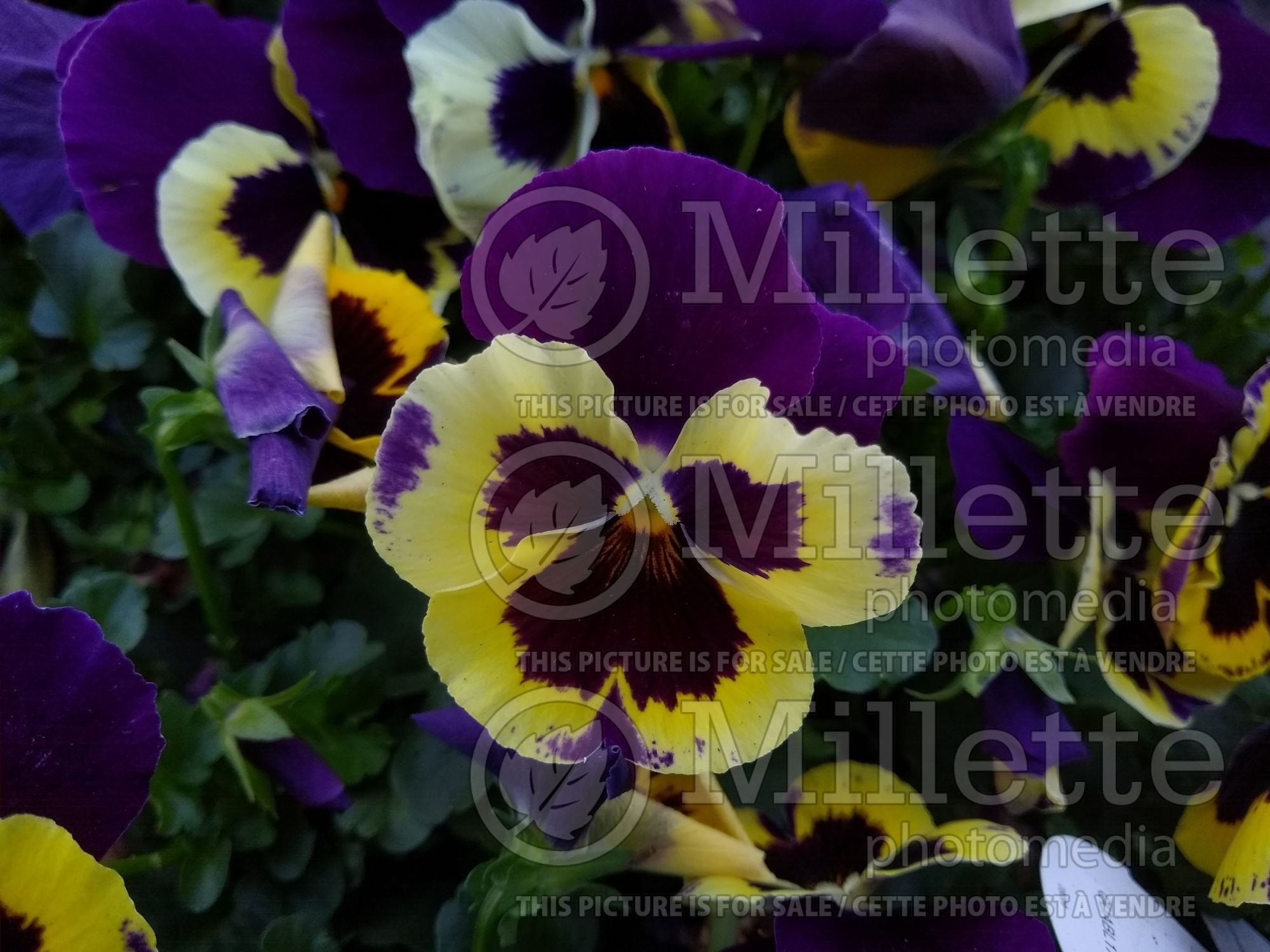 Viola Yellow Purple Wing (Pansy Viola) 1
