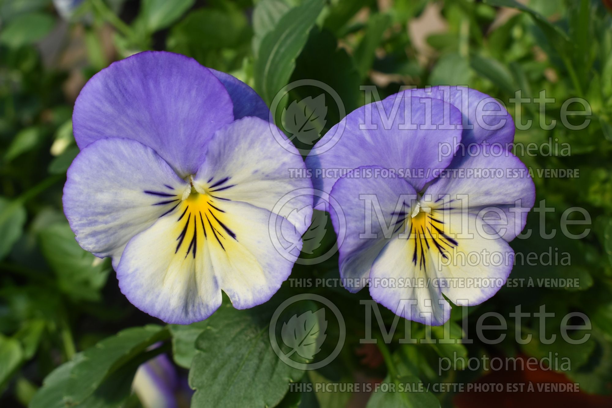 Viola Halo Sky Blue (bird's foot violet pansy) 1