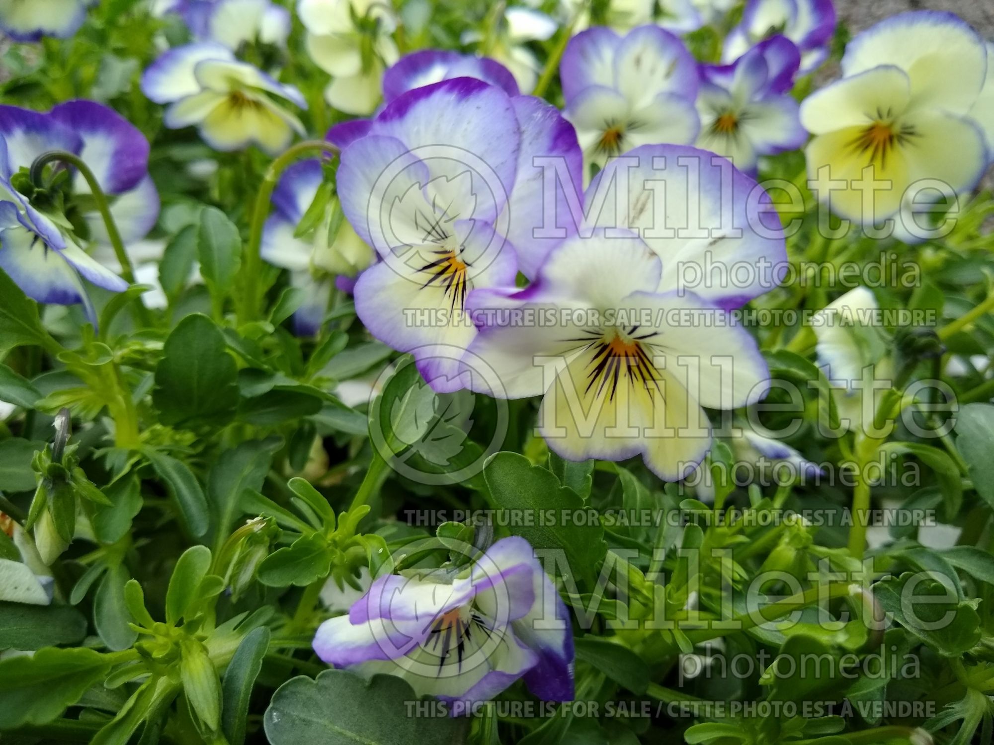 Viola Magnifico (bird's foot violet) 1