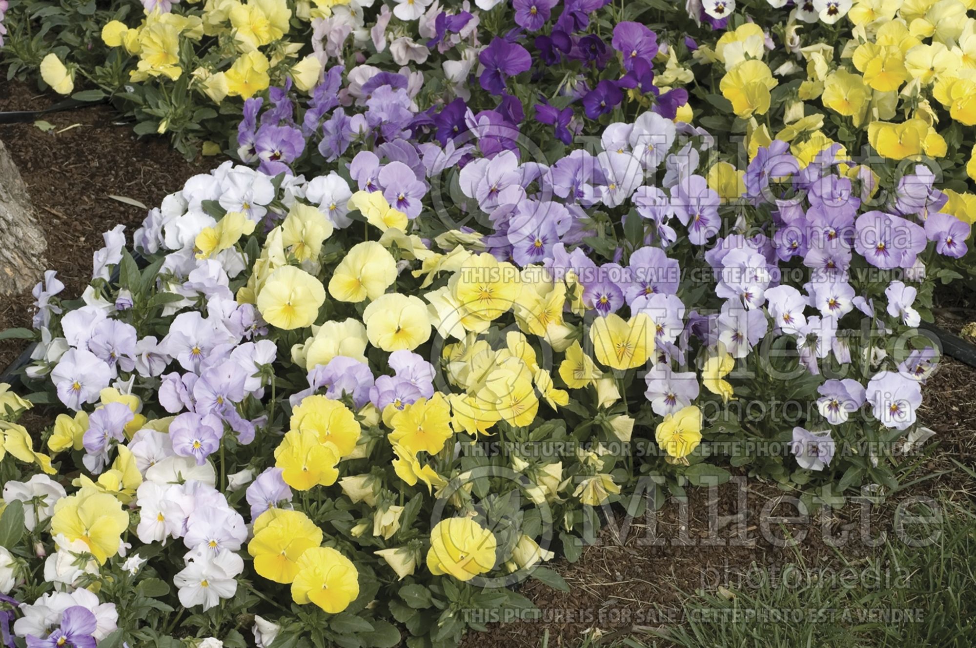 Viola Panola Mix (Violet pansy - pensée) 1