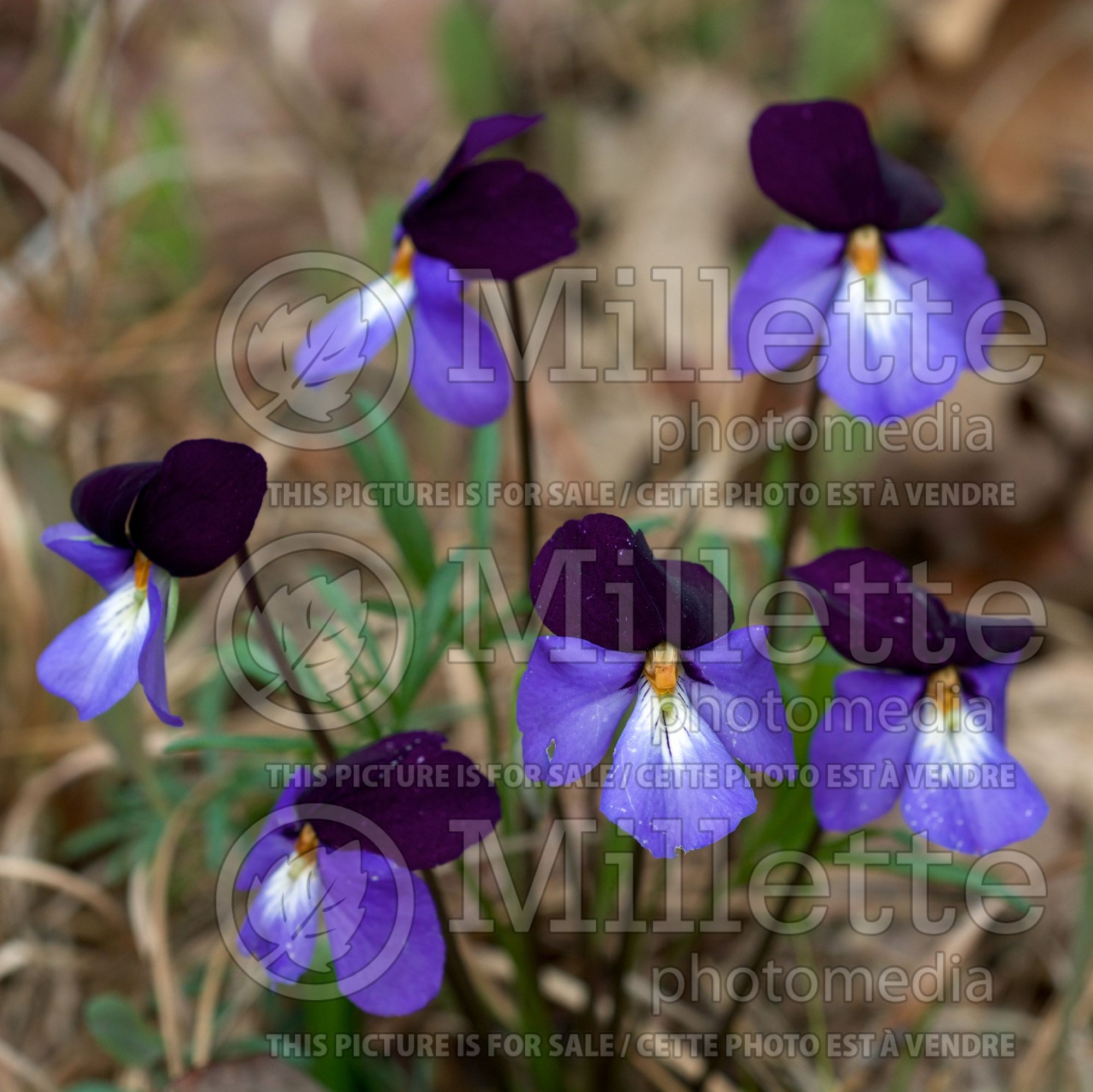 Viola pedata (bird's foot violet) 2