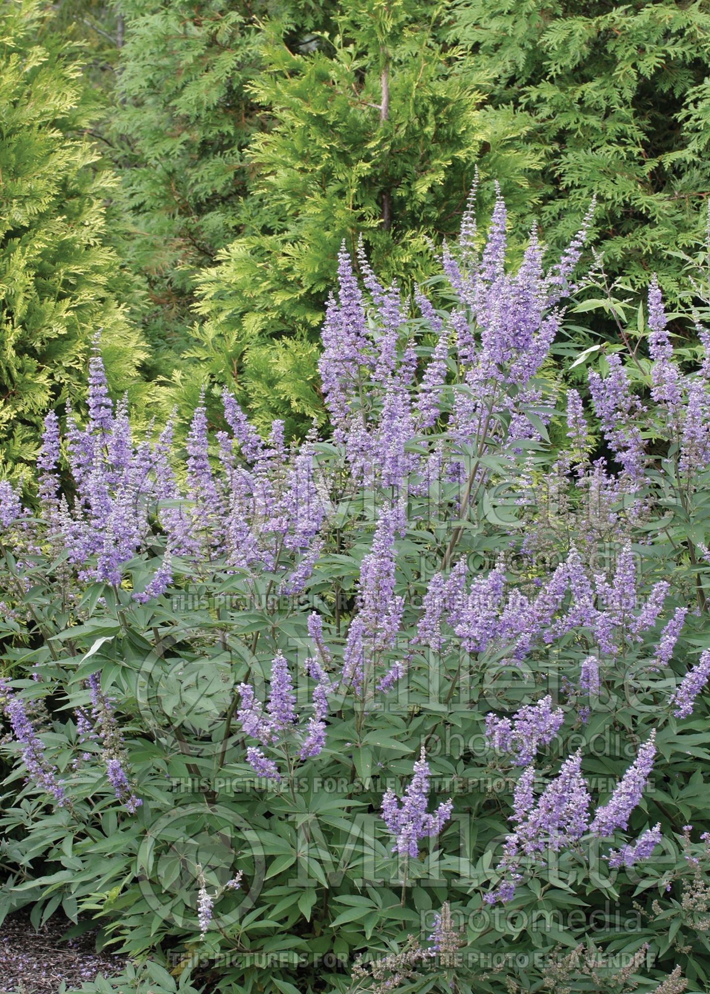 Vitex Summertime Blues (chaste tree, chasteberry) 1