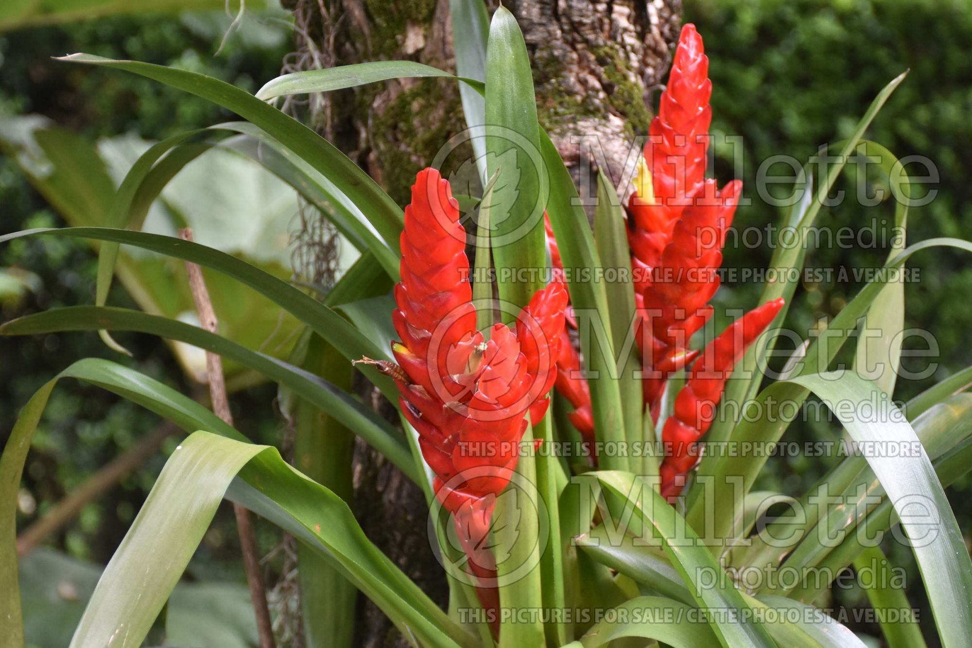 Vriesea Barbara (Bromeliad) 1