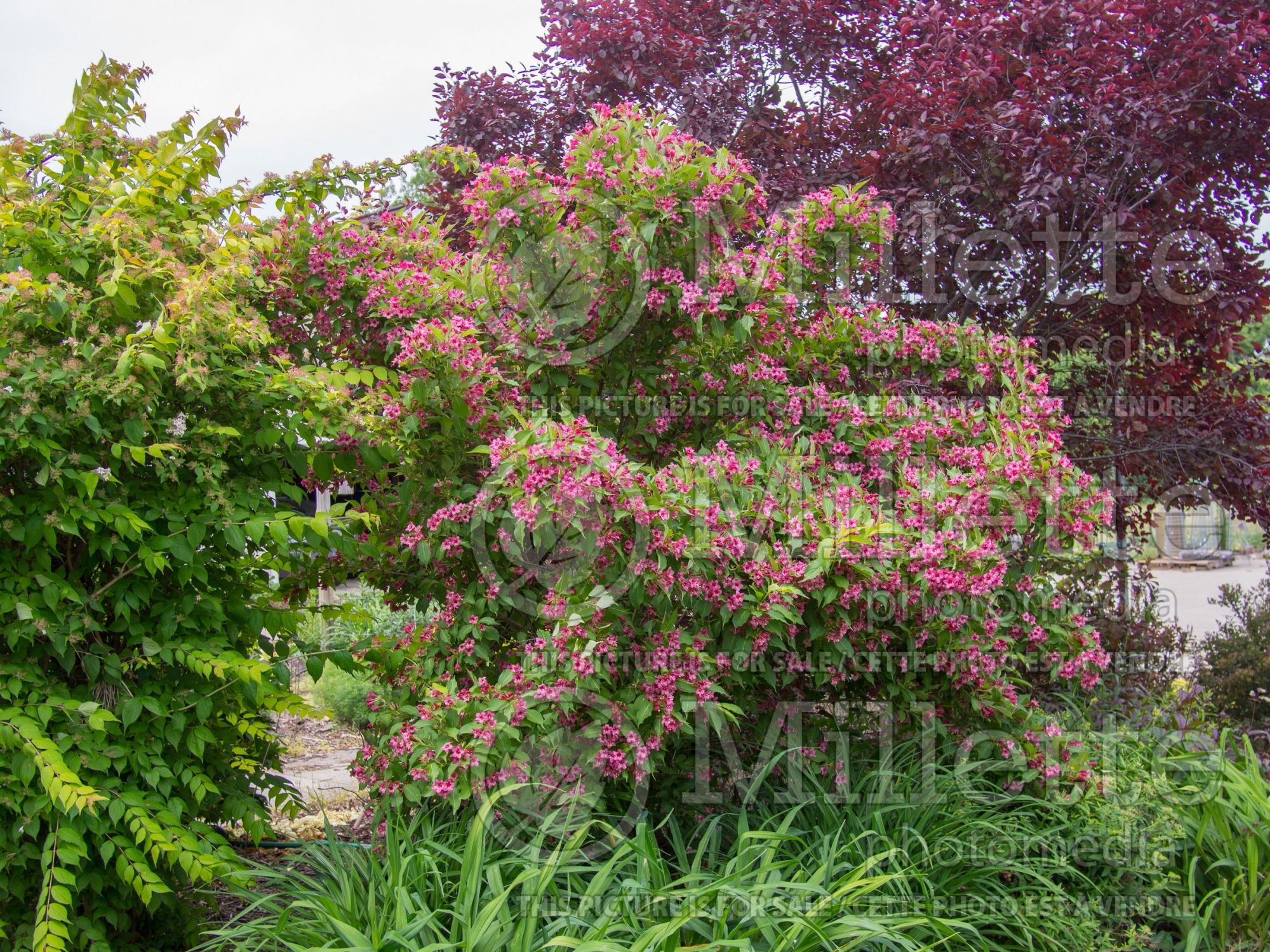 Weigela Beth (Weigela) 3