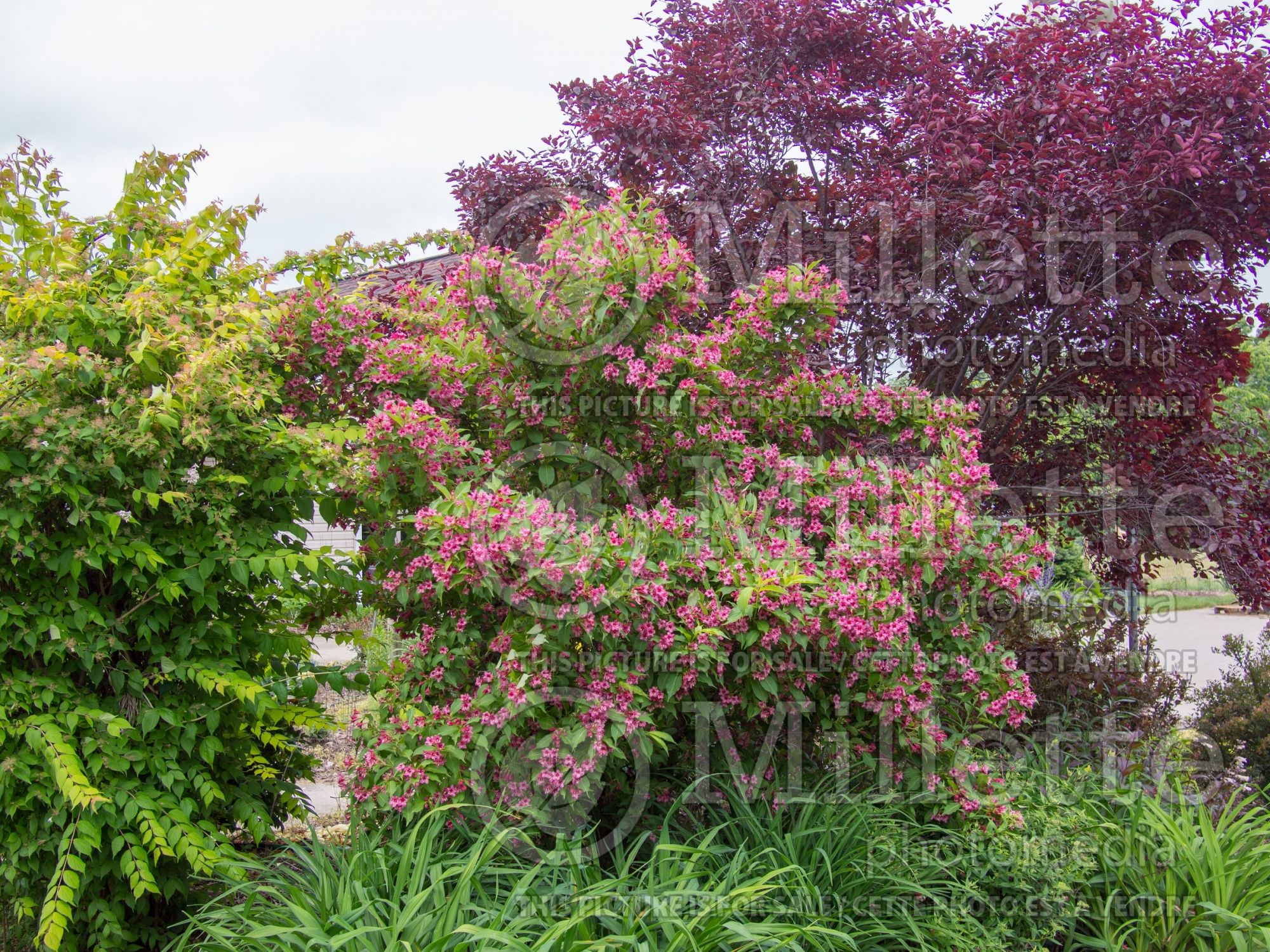 Weigela Beth (Weigela) 4