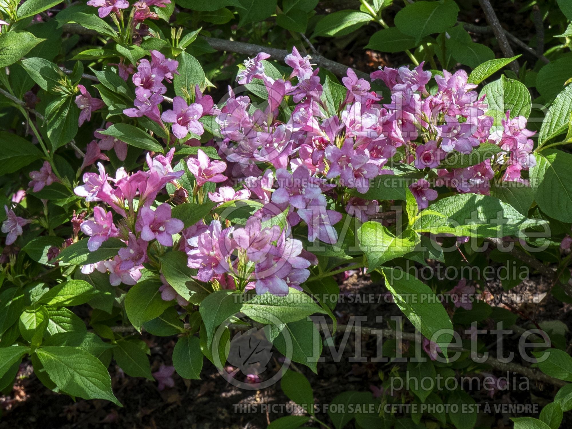 Weigela Styriaca (Weigela) 1