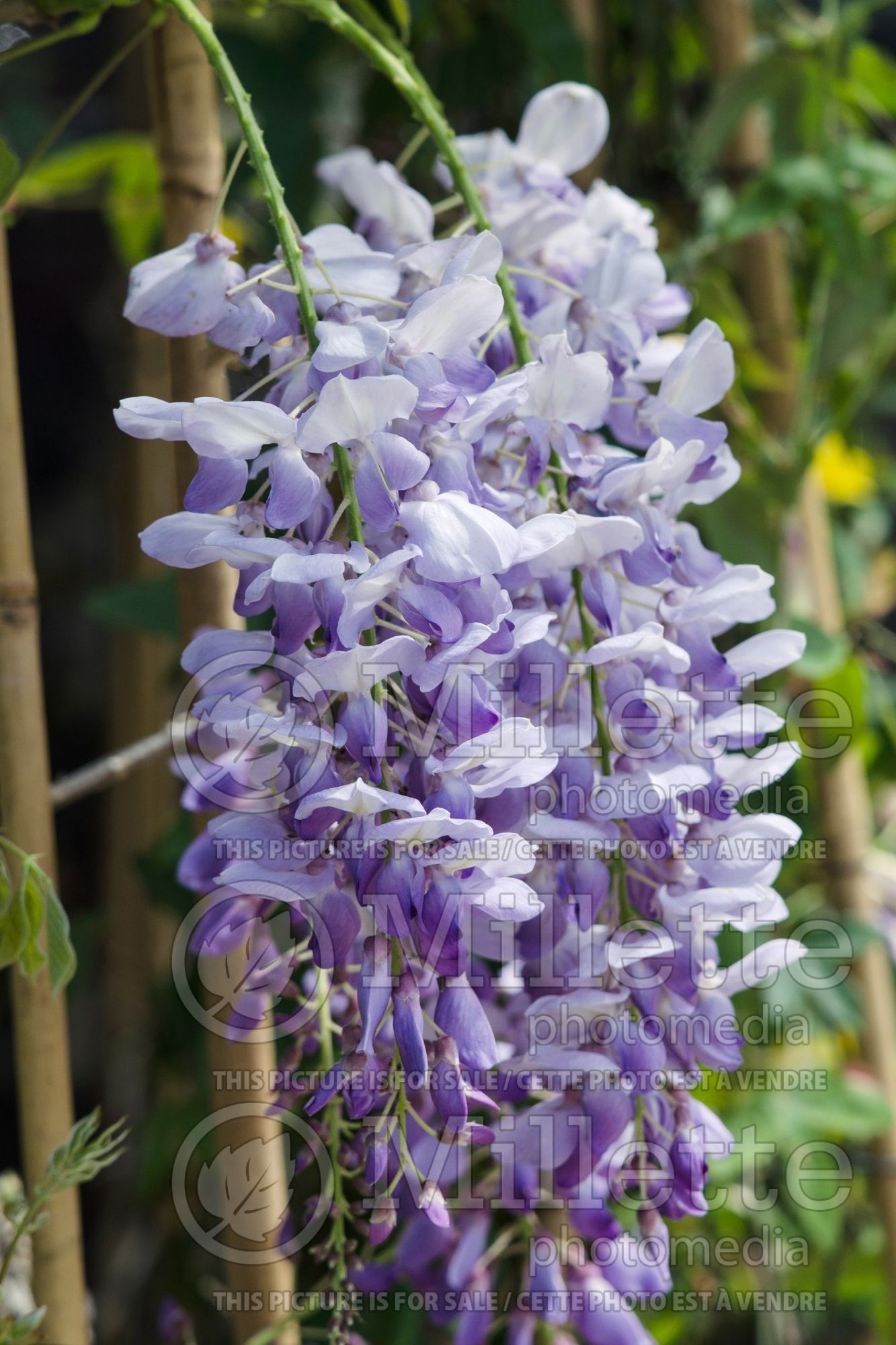 Wisteria Texas Purple (American Wisteria) 2
