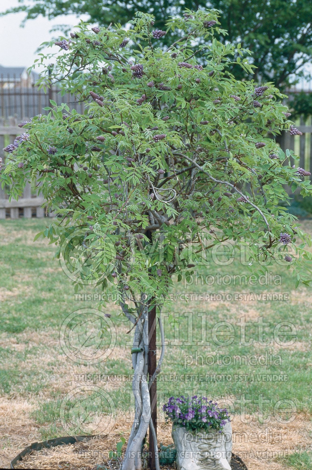 Wisteria Amethyst Falls (American Wisteria) 2