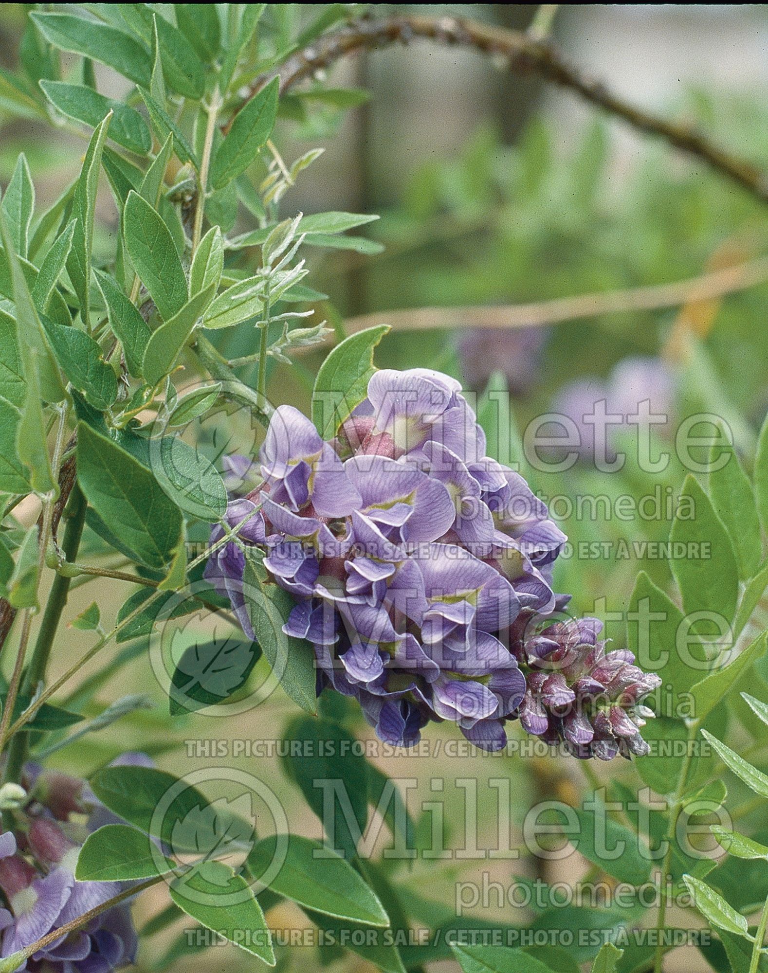Wisteria Amethyst Falls (American Wisteria) 1