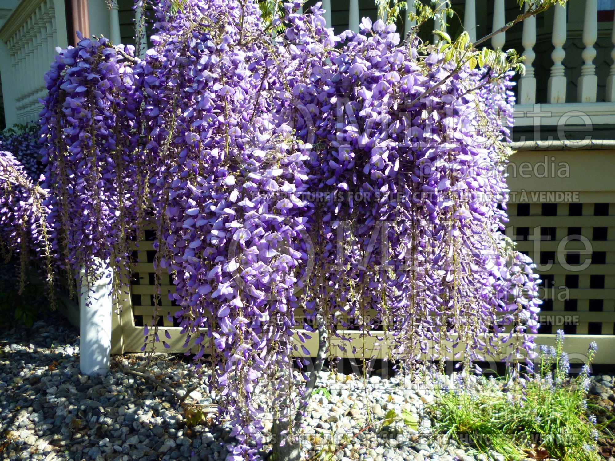 Wisteria frutescens (American Wisteria) 3