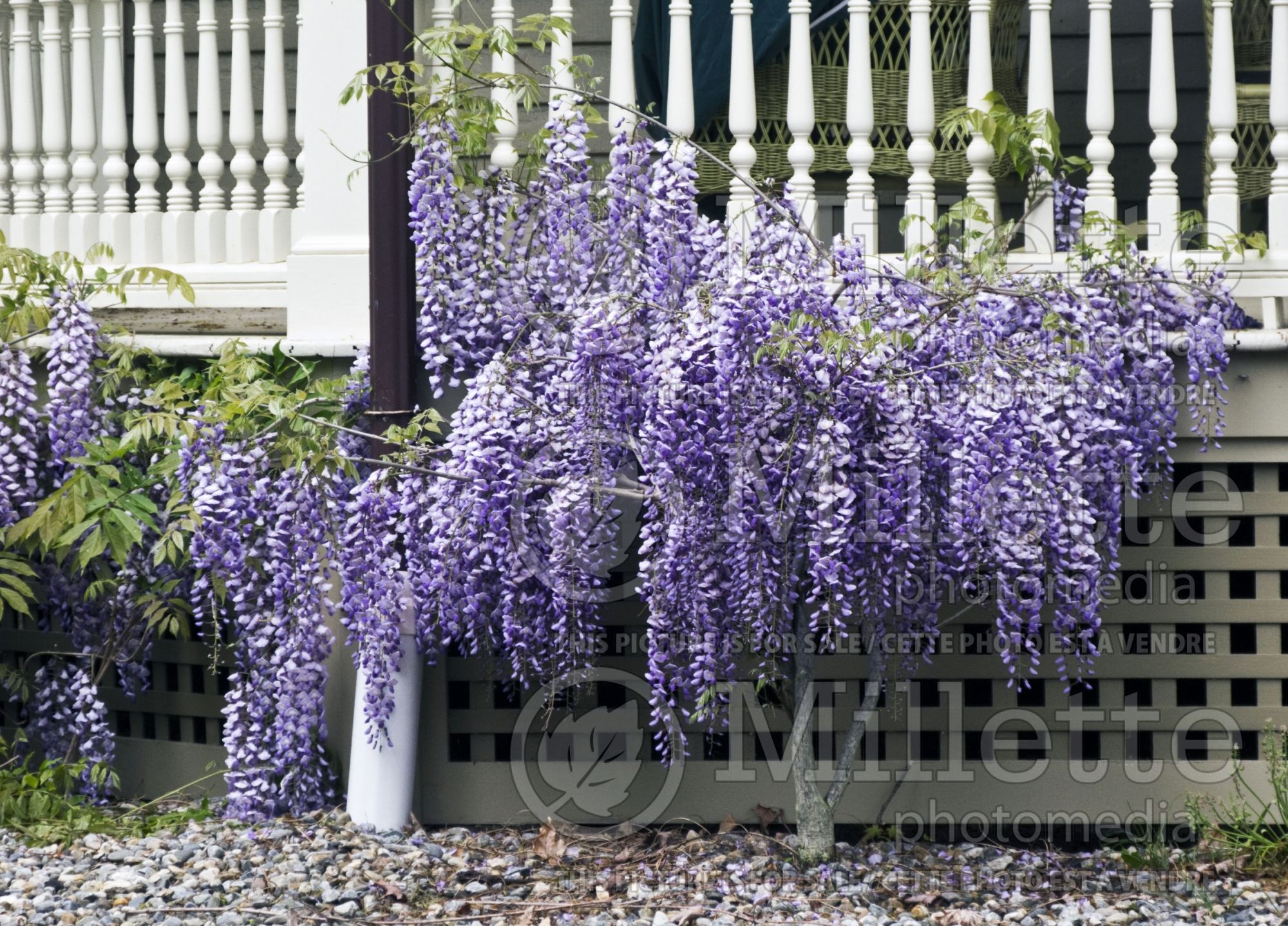 Wisteria frutescens (American Wisteria) 4