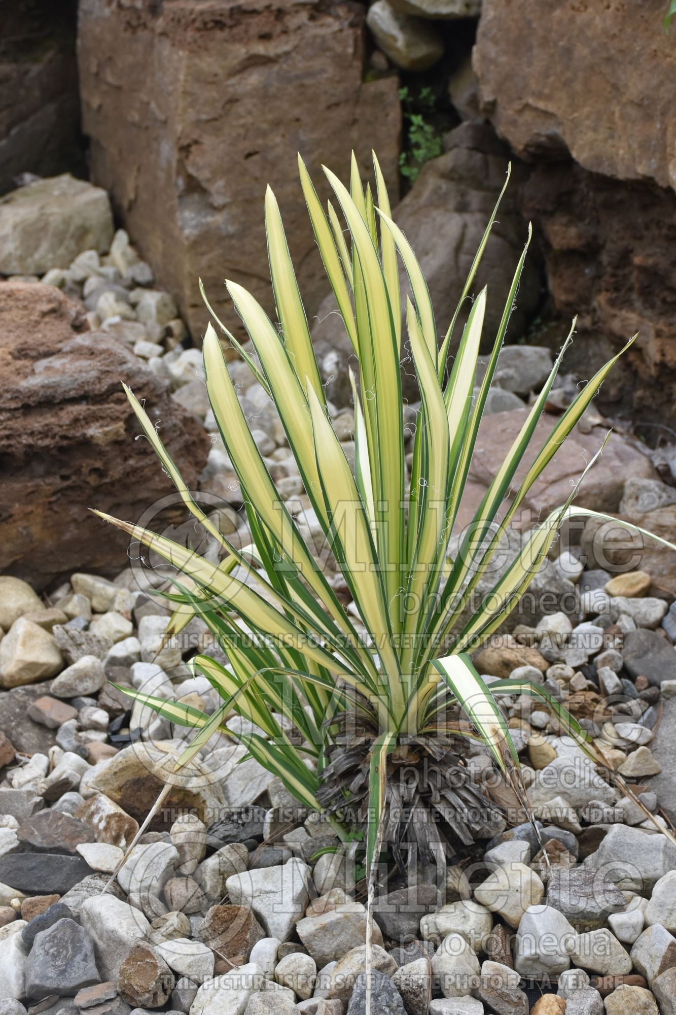 Yucca Bright Edge (Adam's Needle, Yucca) 7