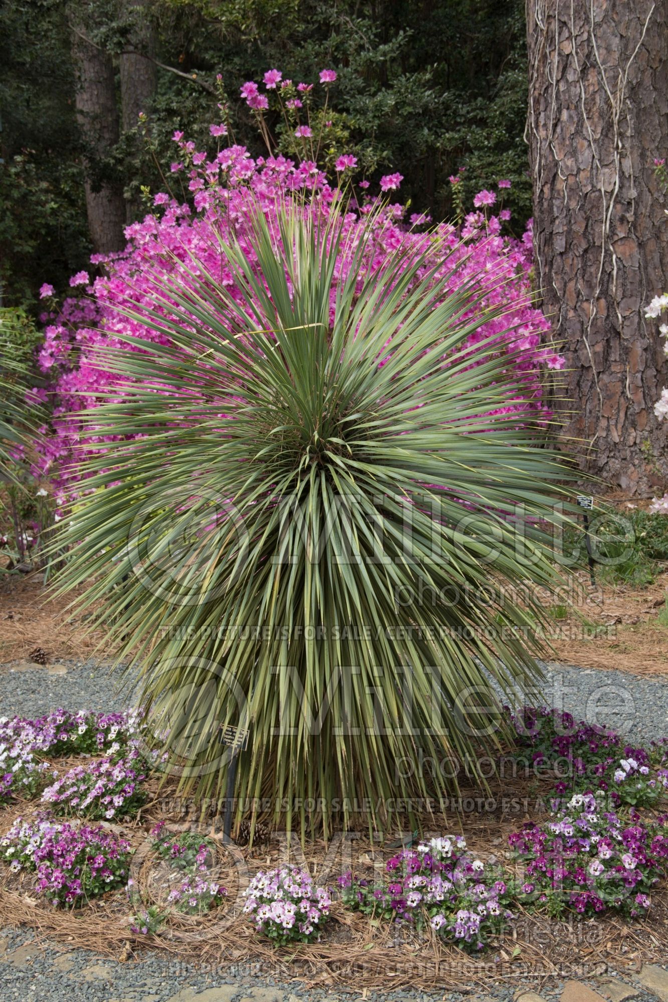 Yucca Sapphire Skies (Big Bend Yucca succulent) 1