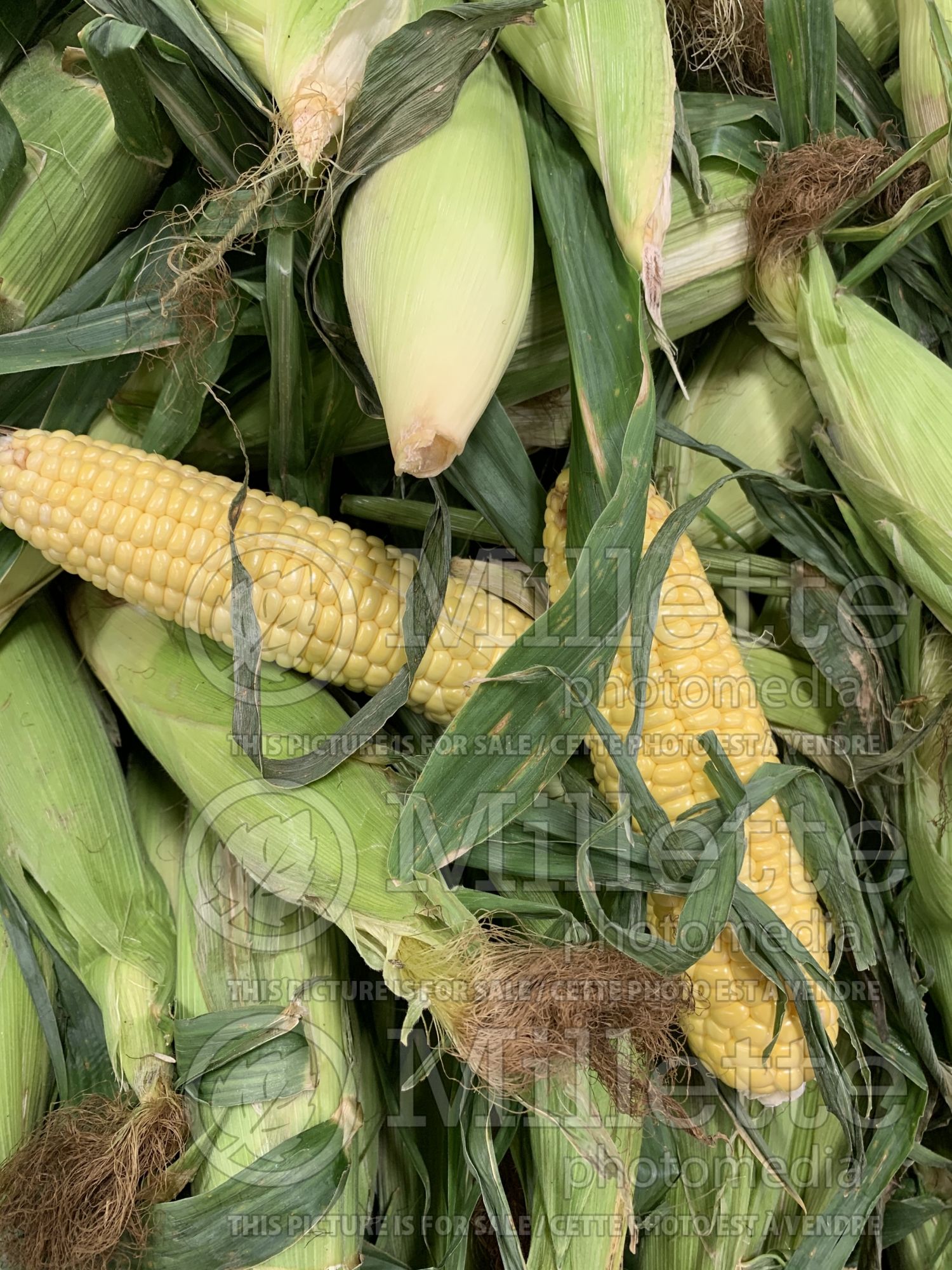Zea mays (corn vegetable - mais ) 2