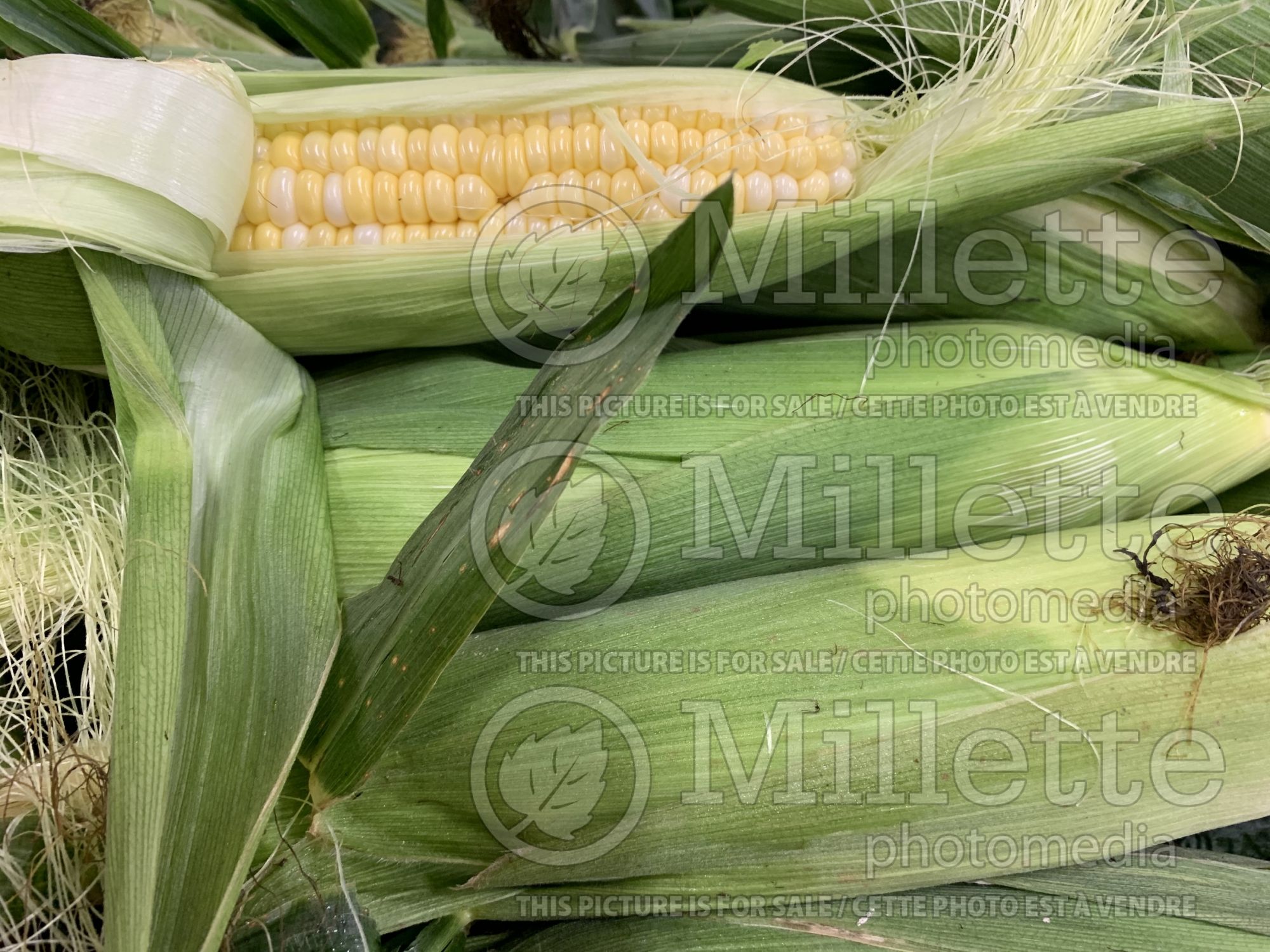 Zea mays (Indian corn or maize vegetable - mais) 4