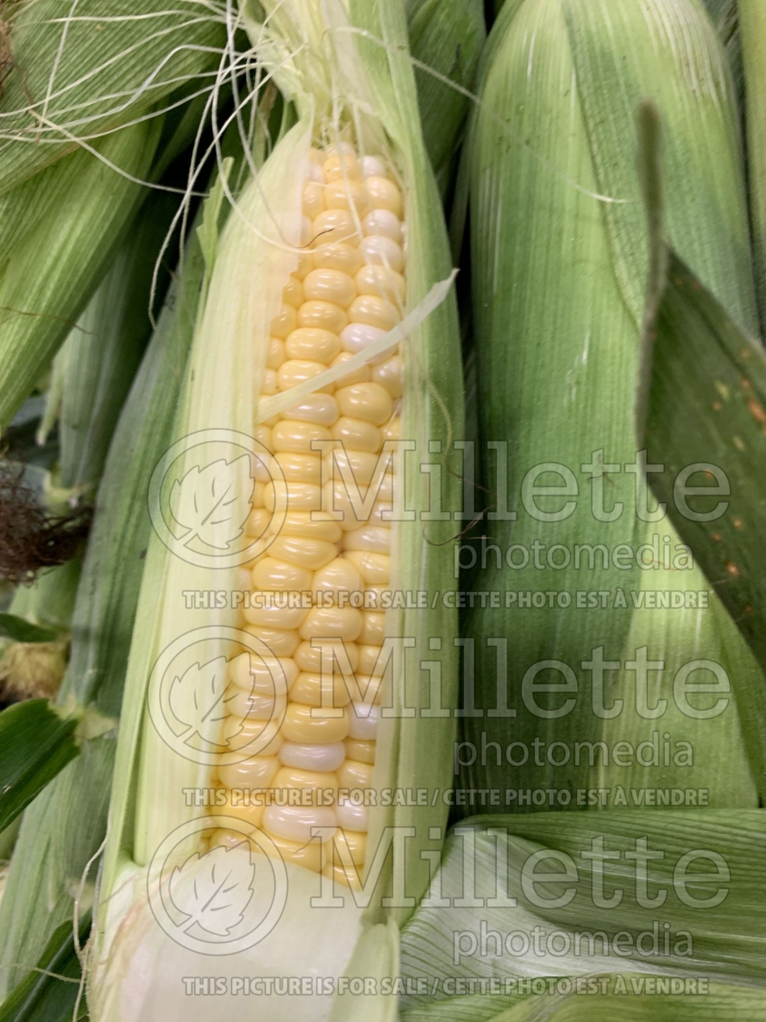 Zea mays (Indian corn or maize vegetable - mais) 5