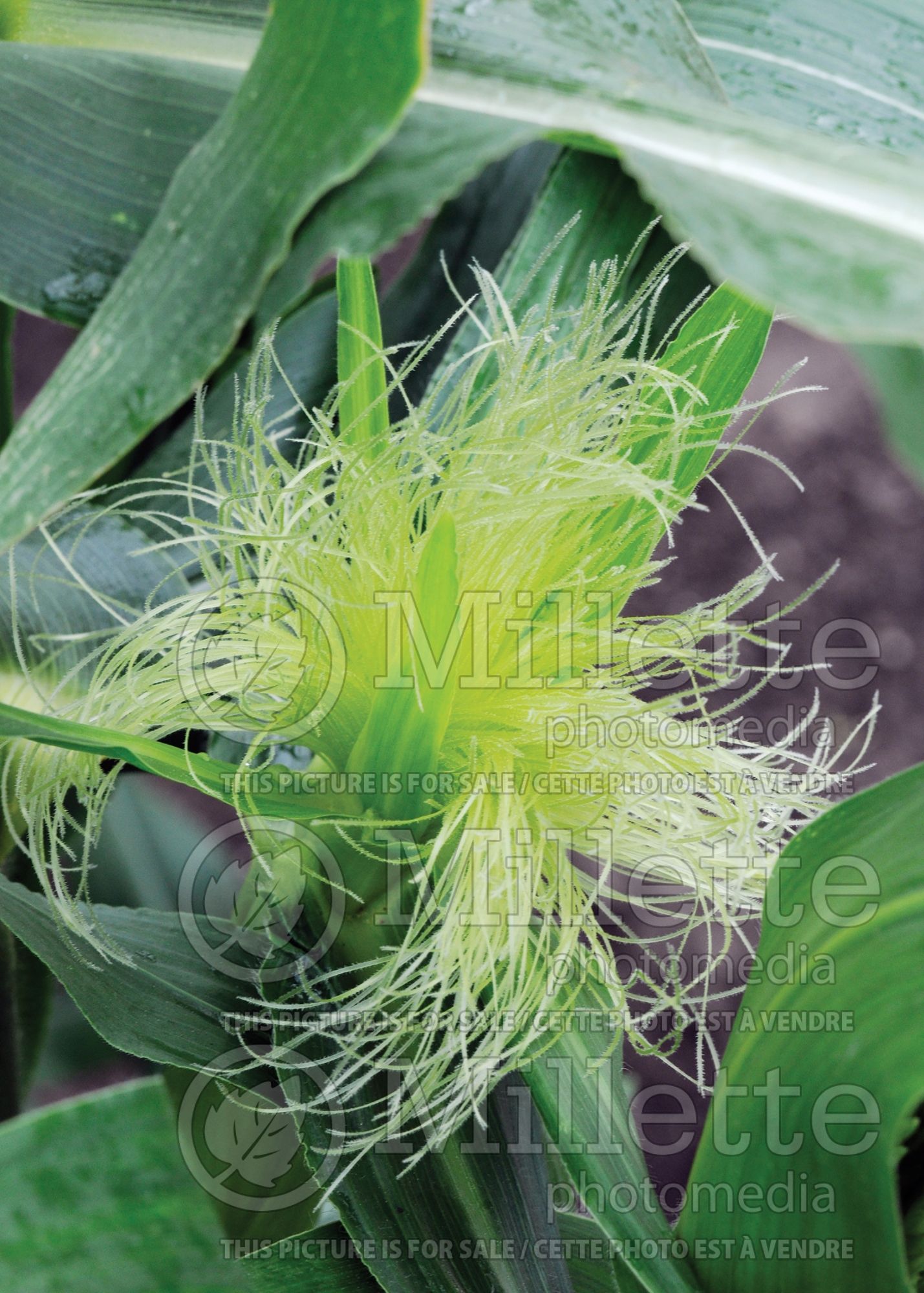 Zea mays (Indian corn or maize) 7