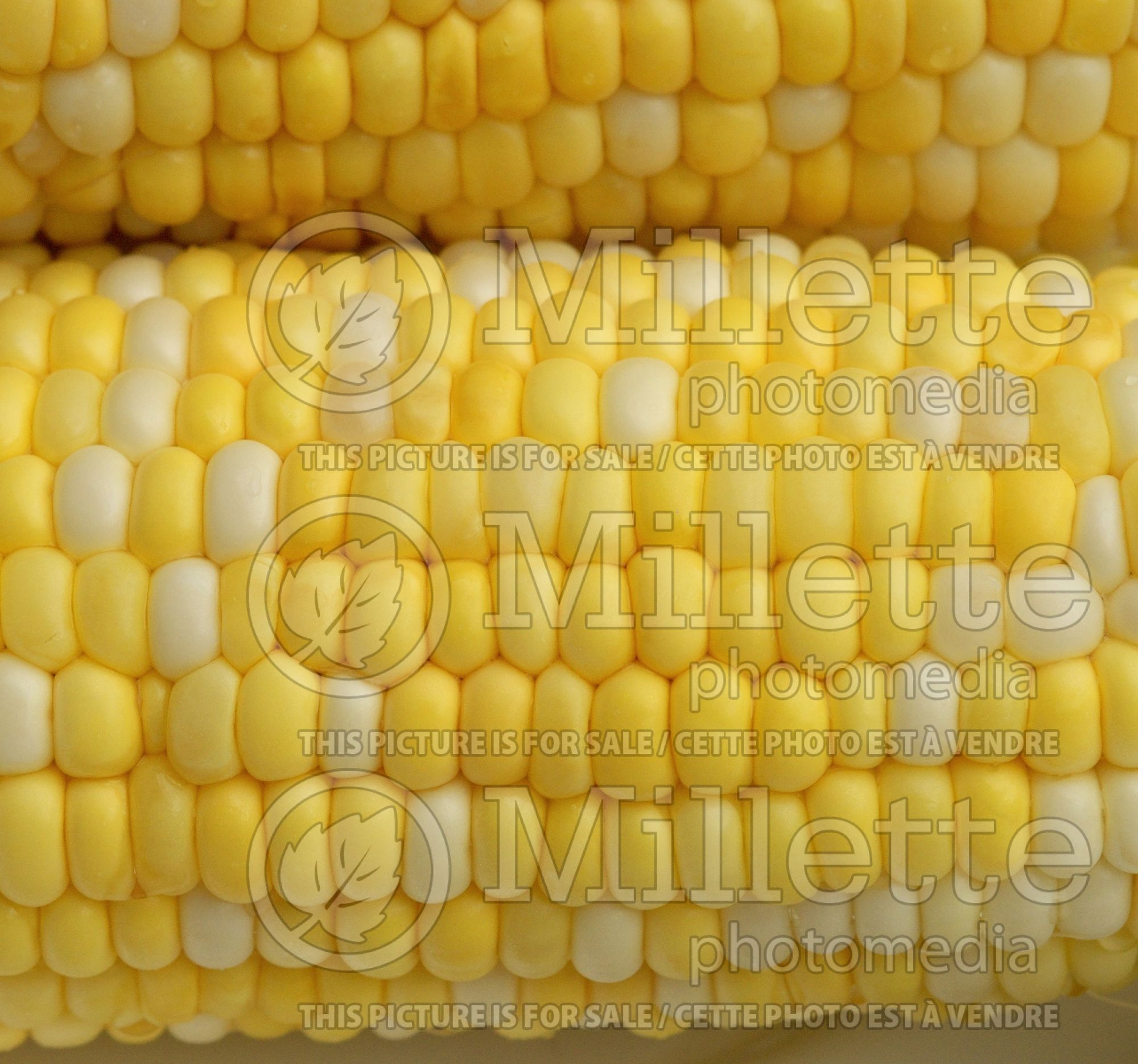 Zea mays (Indian corn or maize vegetable - mais) 9