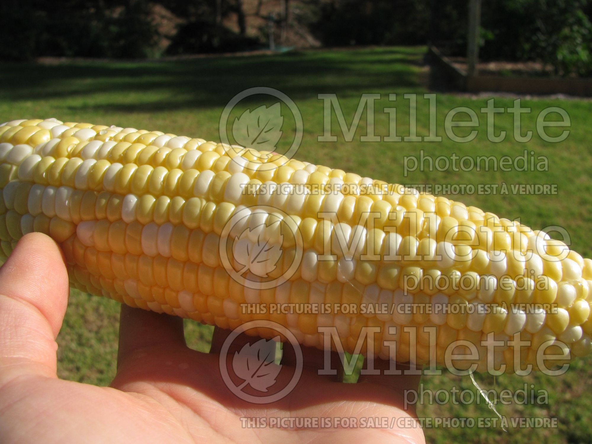 Zea Peaches and Cream (Indian sweet corn or maize) 1