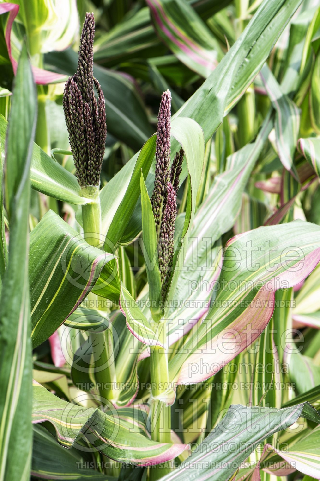 Zea Pink Zebra (Japonica Striped Maize ornamental corn) 3