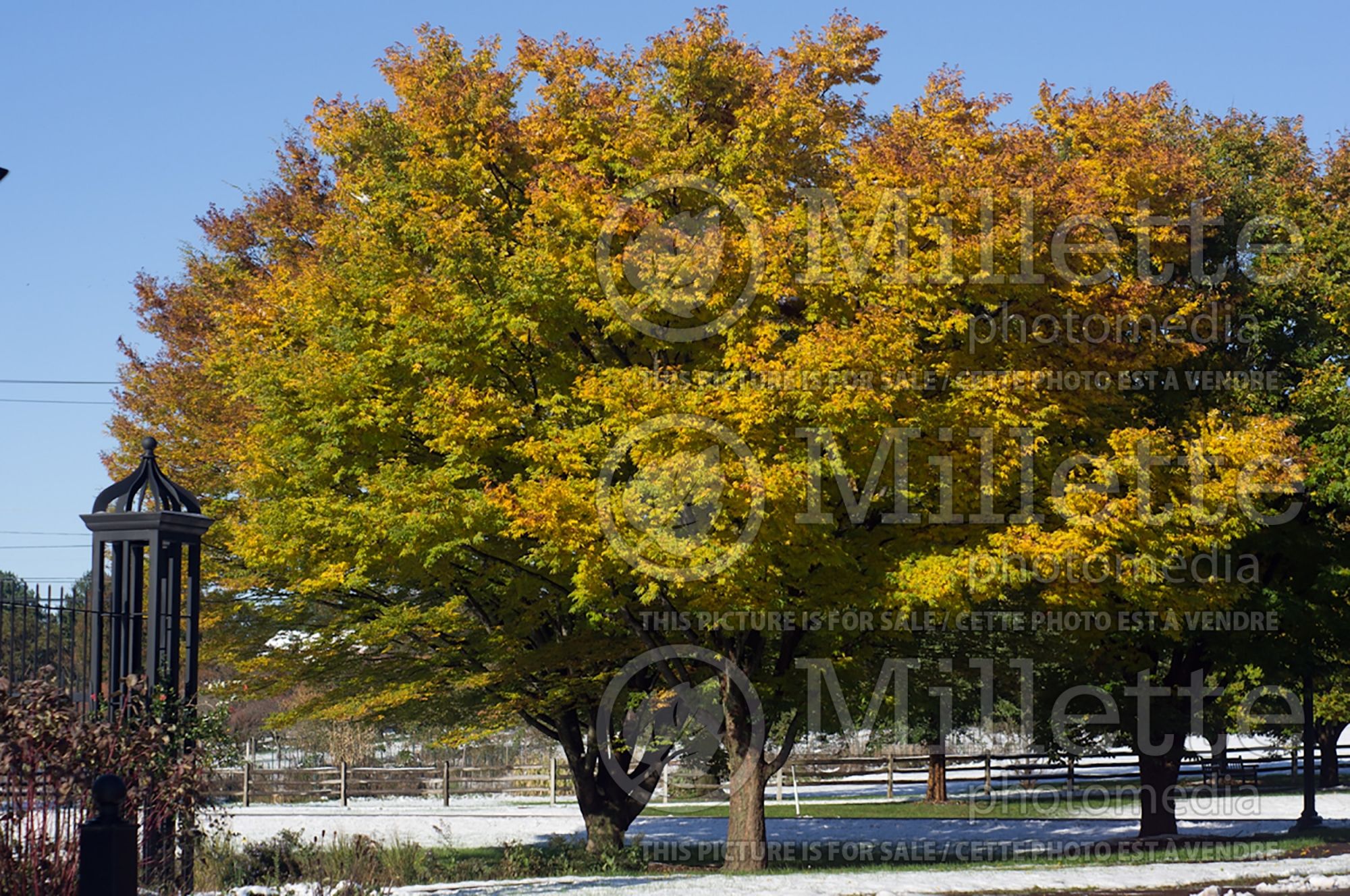 Zelkova serrata (Japanese zelkova) 5