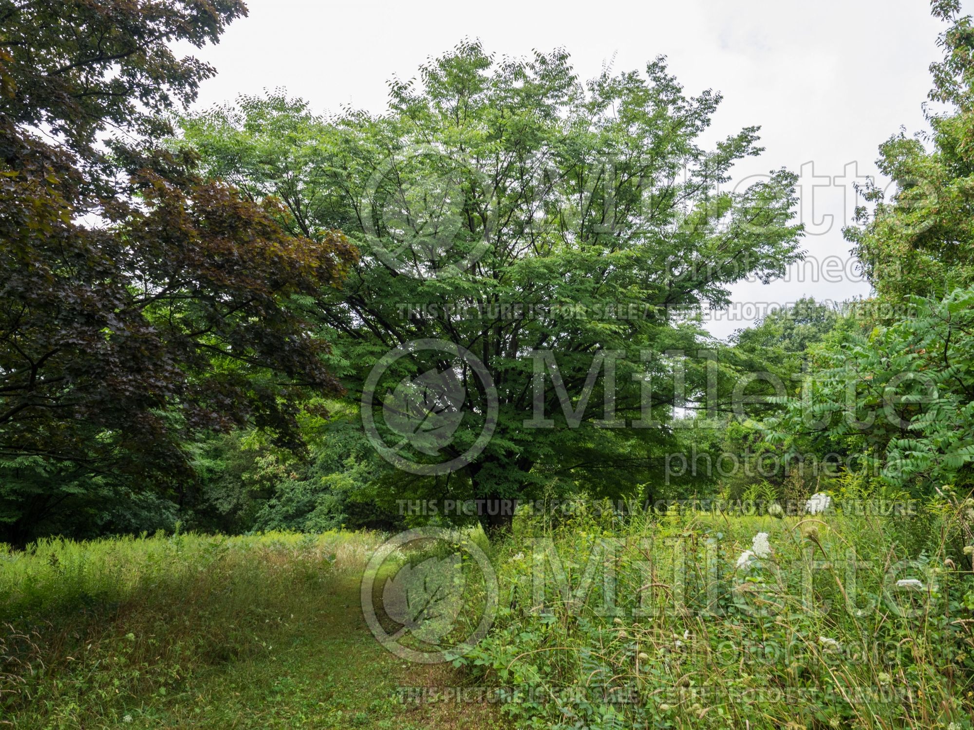 Zelkova serrata (Japanese zelkova) 3