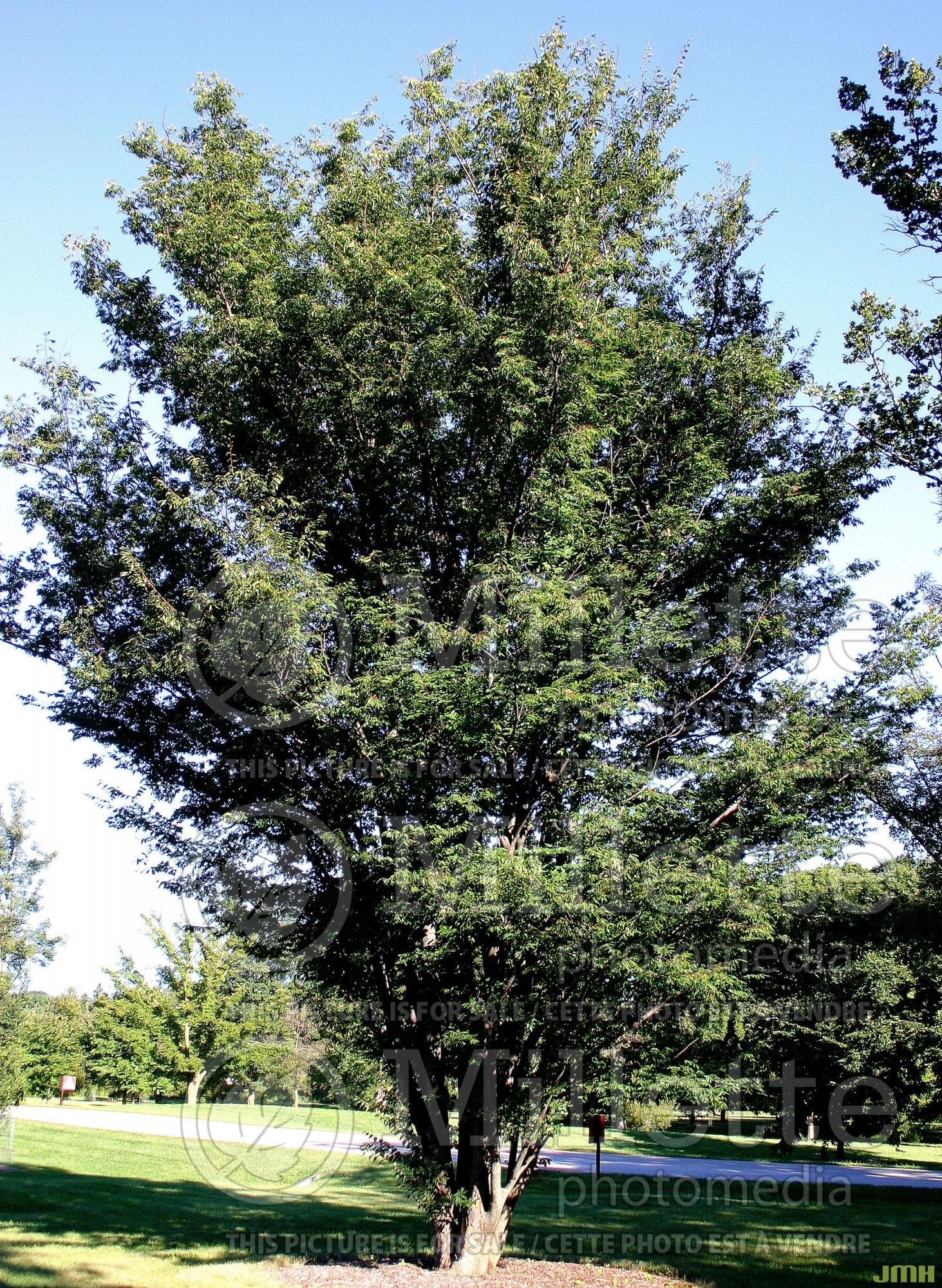 Zelkova Village Green (Japanese zelkova) 1
