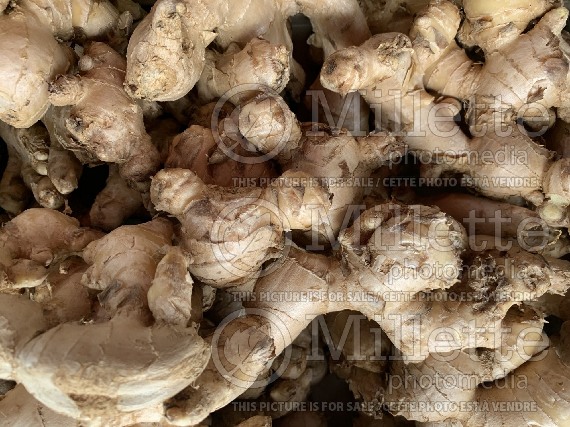 Zingiber officinale (Ginger roots) 1