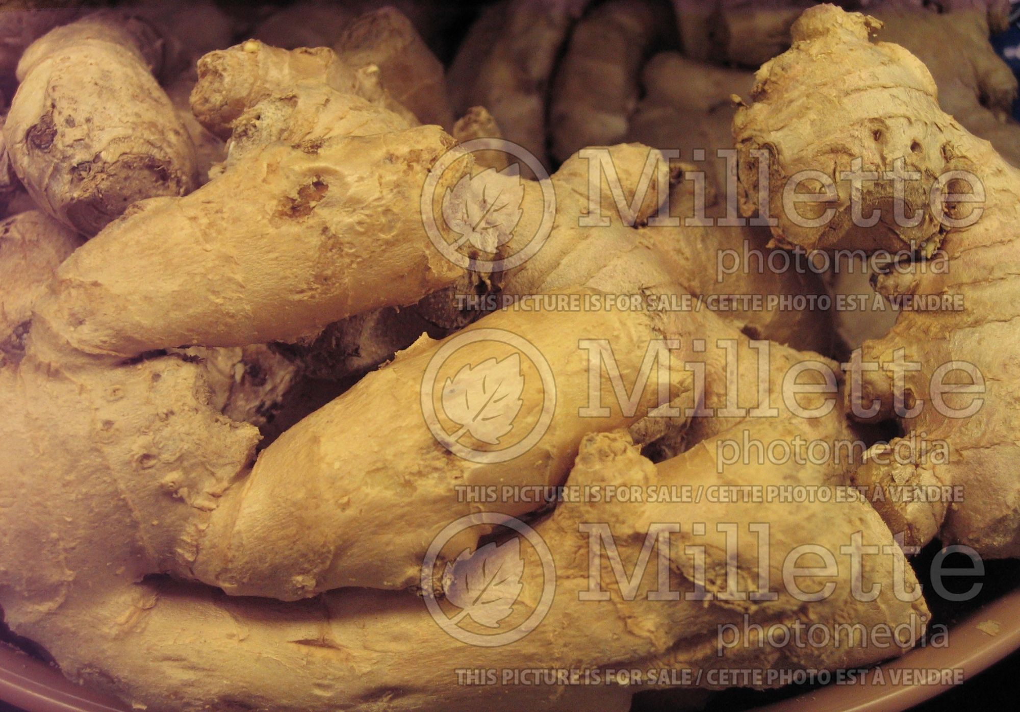 Zingiber officinale (Ginger roots) 2