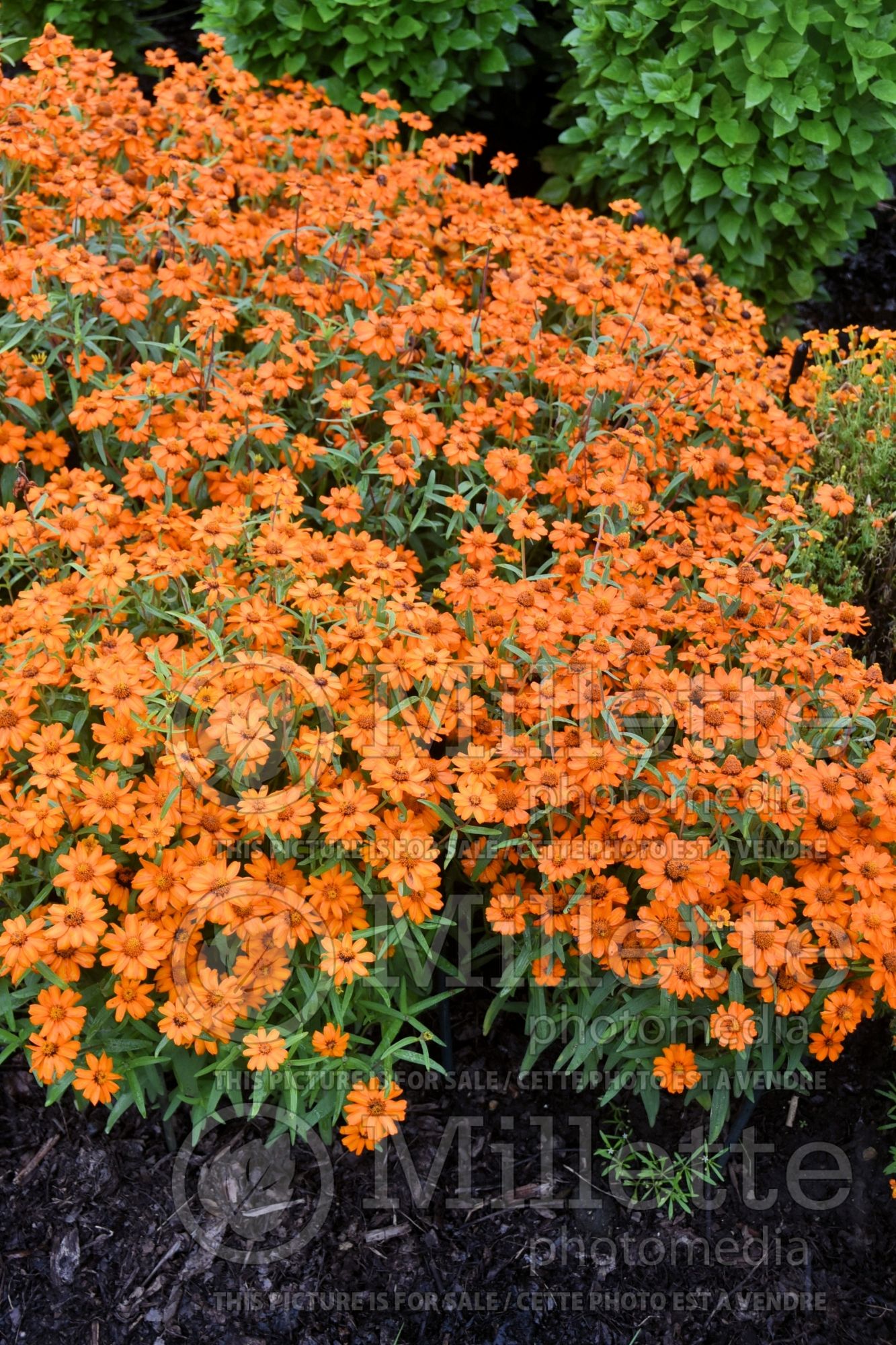Zinnia Star Orange (Zinnia) 1