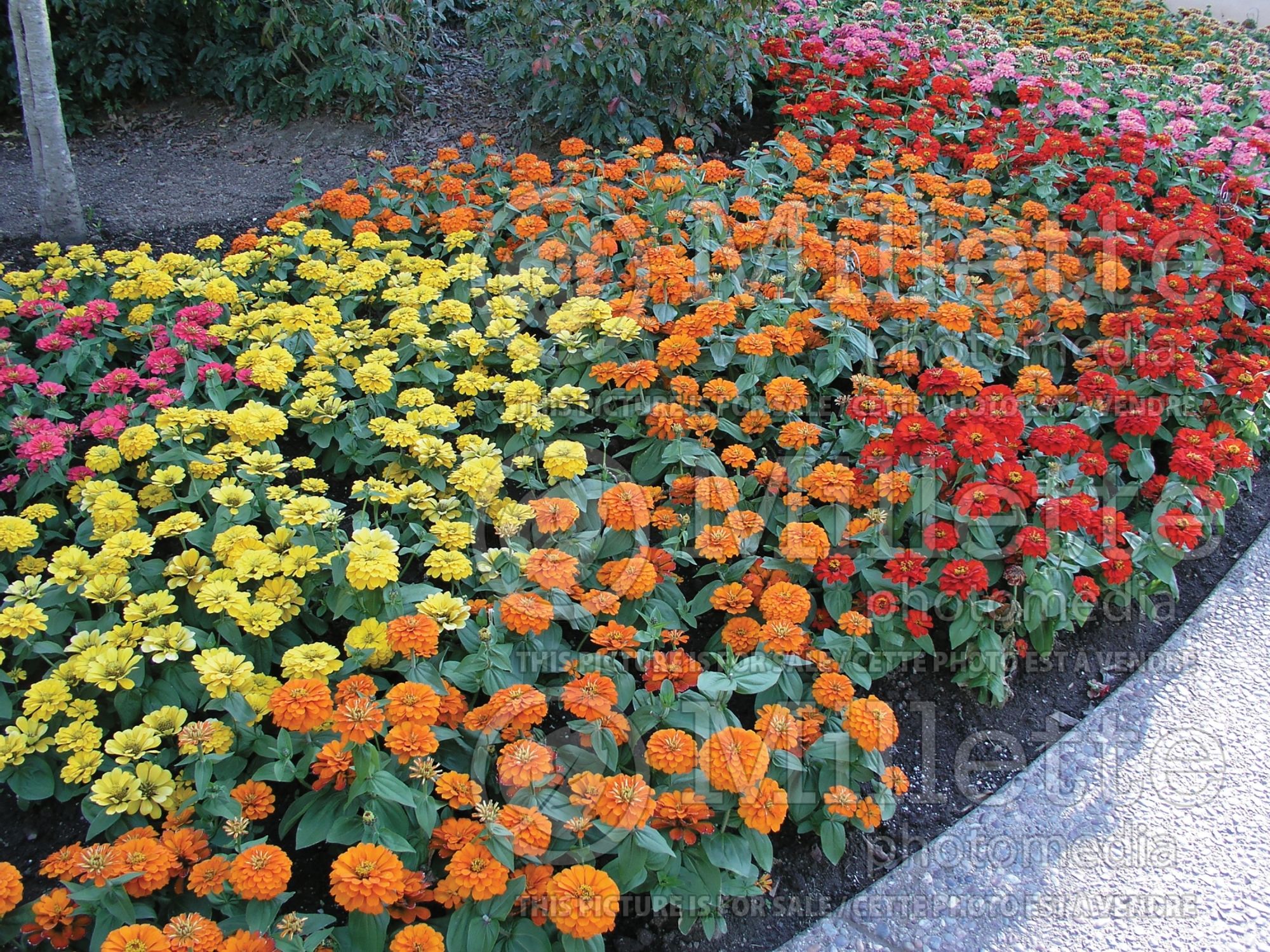 Zinnia Mix (Zinnia) 1