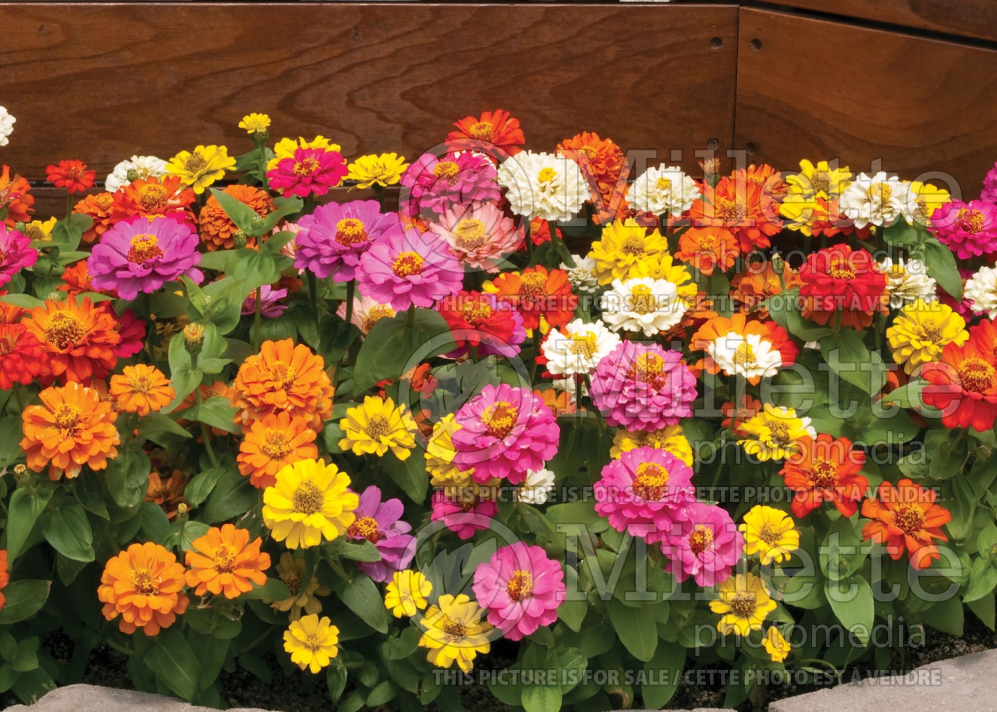 Zinnia Mix (Zinnia) 4