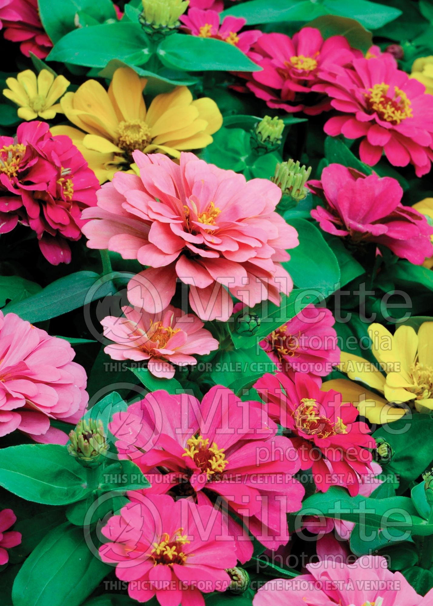 Zinnia Mix (Zinnia) 2