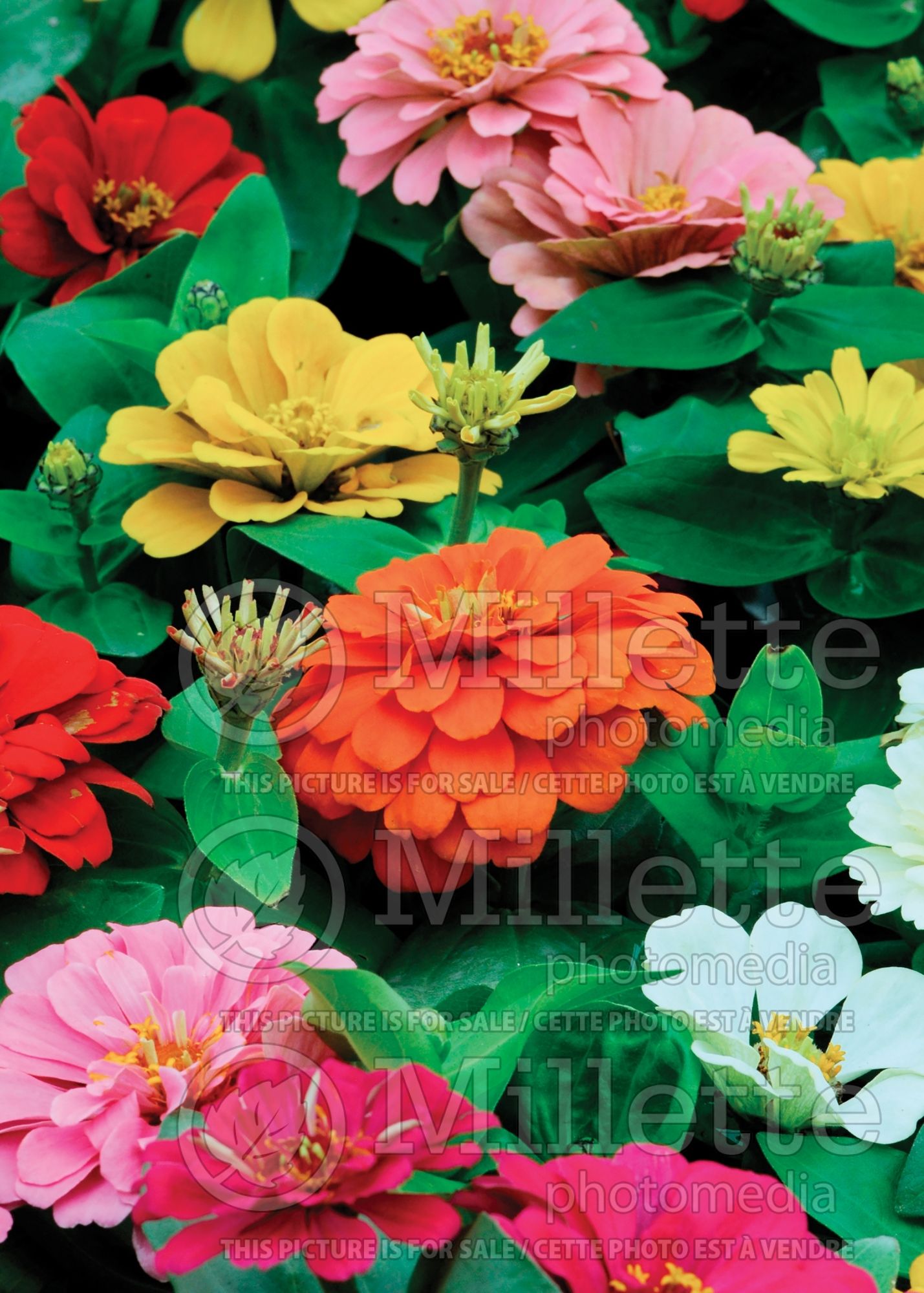 Zinnia Mix (Zinnia) 3