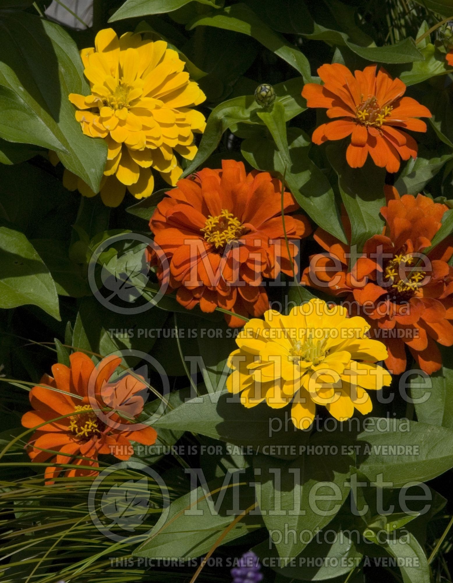 Zinnia Mix (Zinnia) 5