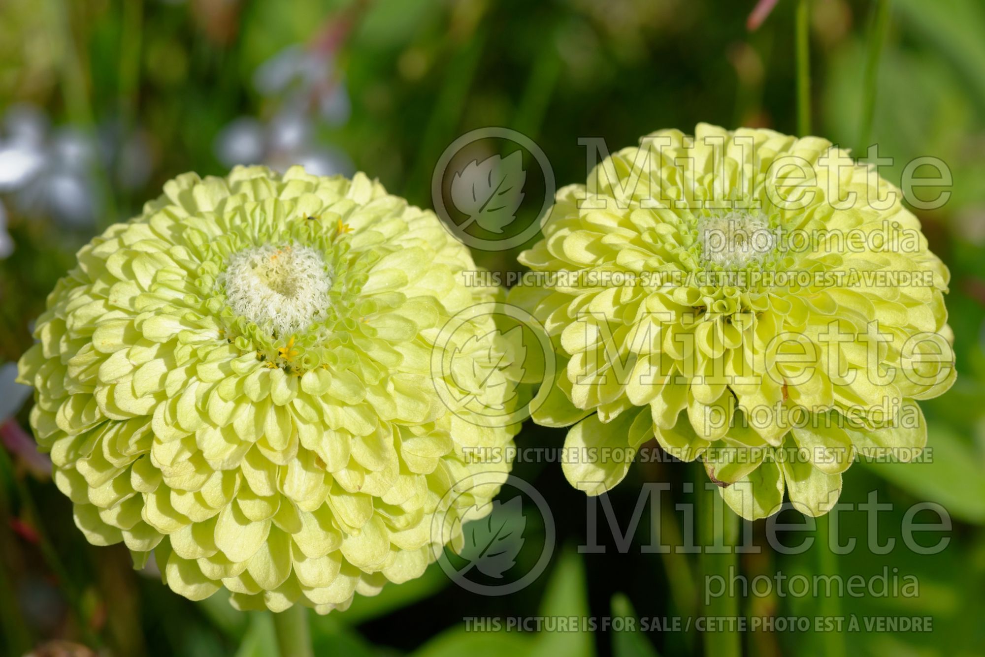 Zinnia Benary's Giant Lime (Zinnia) 1