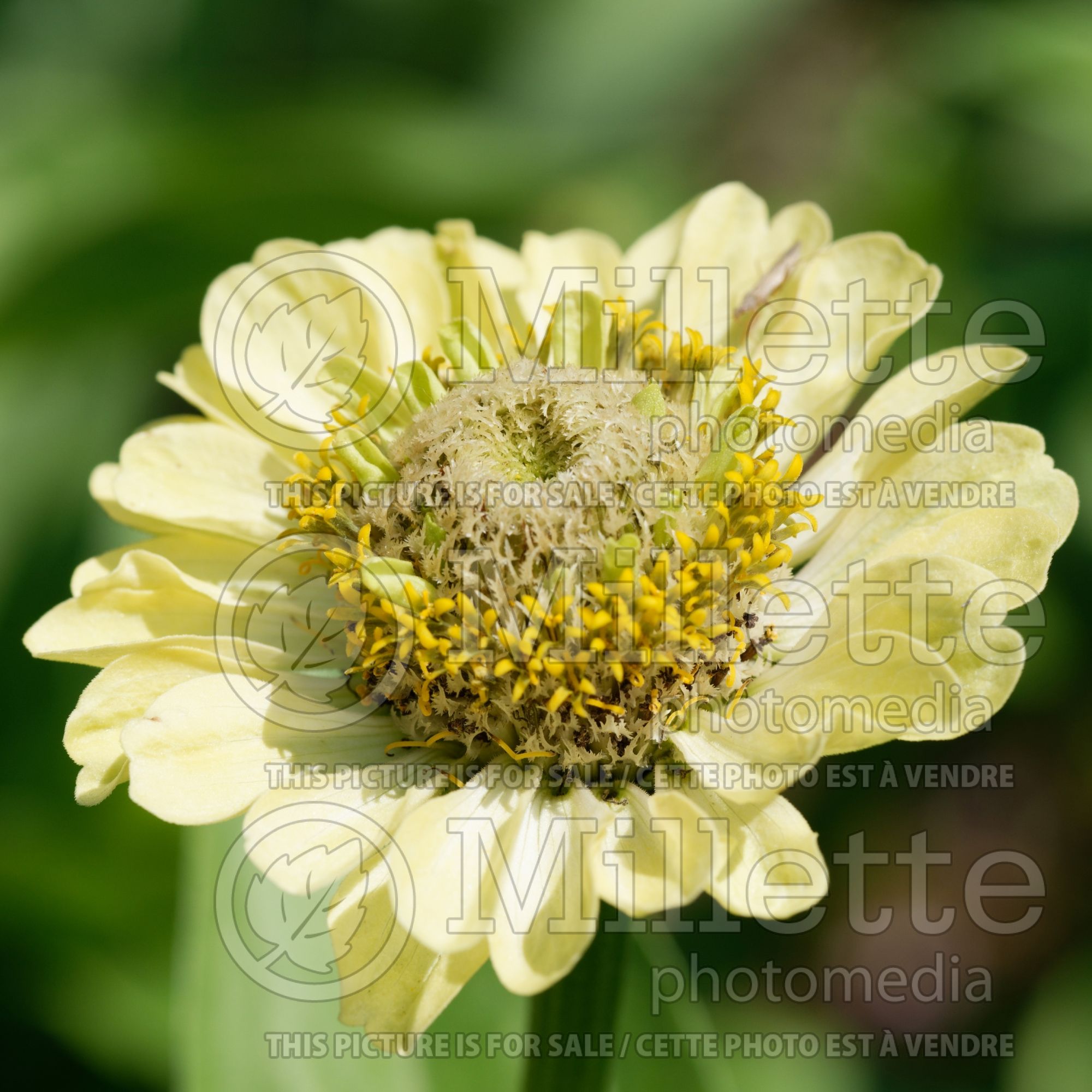 Zinnia Envy (Zinnia) 4