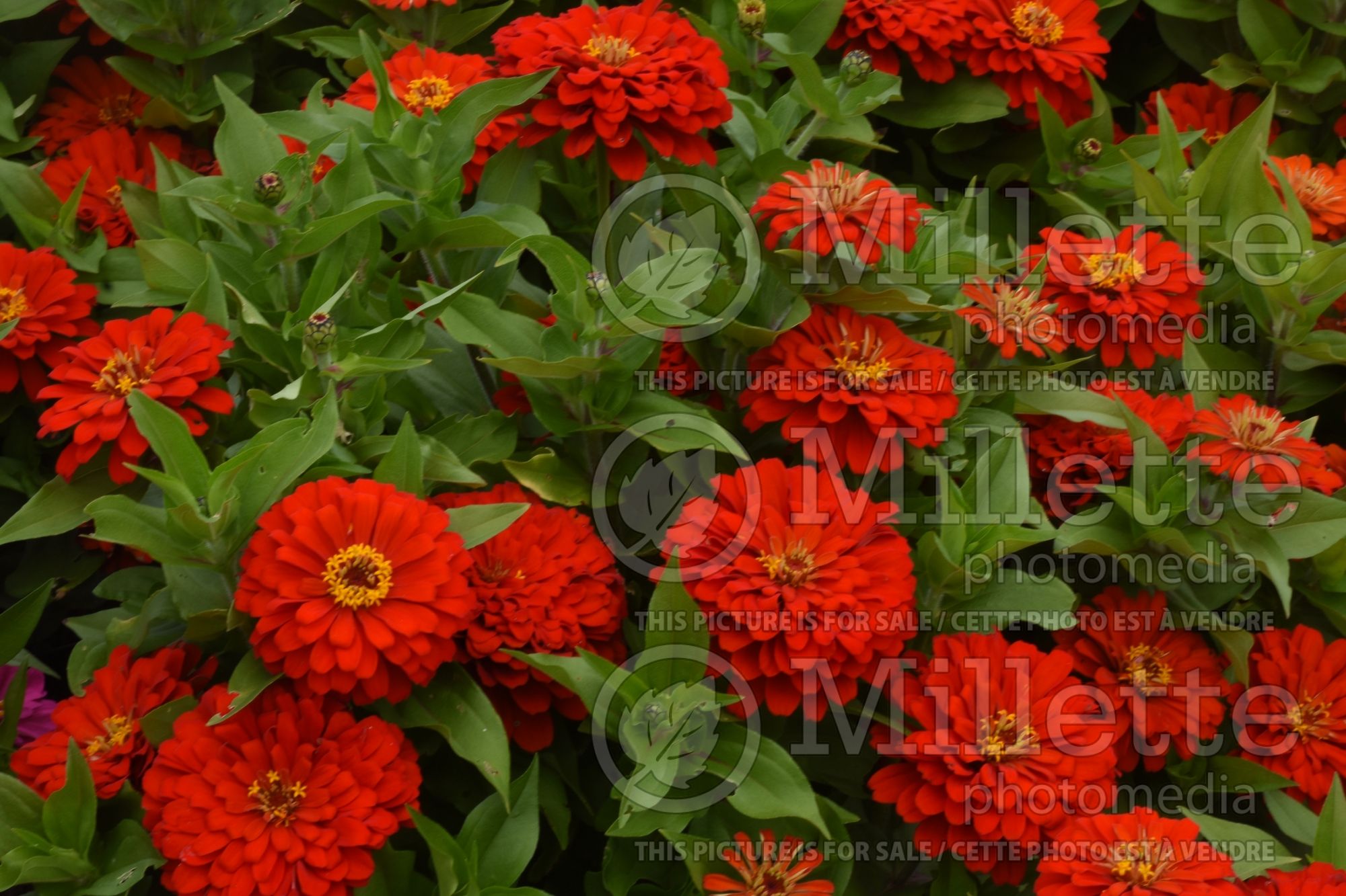 Zinnia Holi Scarlet (Zinnia) 1