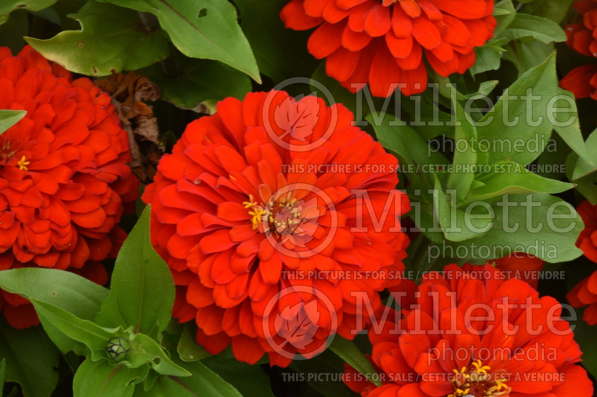 Zinnia Holi Scarlet (Zinnia) 2