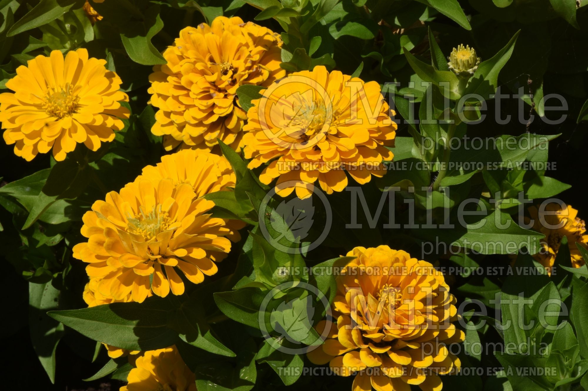 Zinnia Holi Yellow (Zinnia) 1