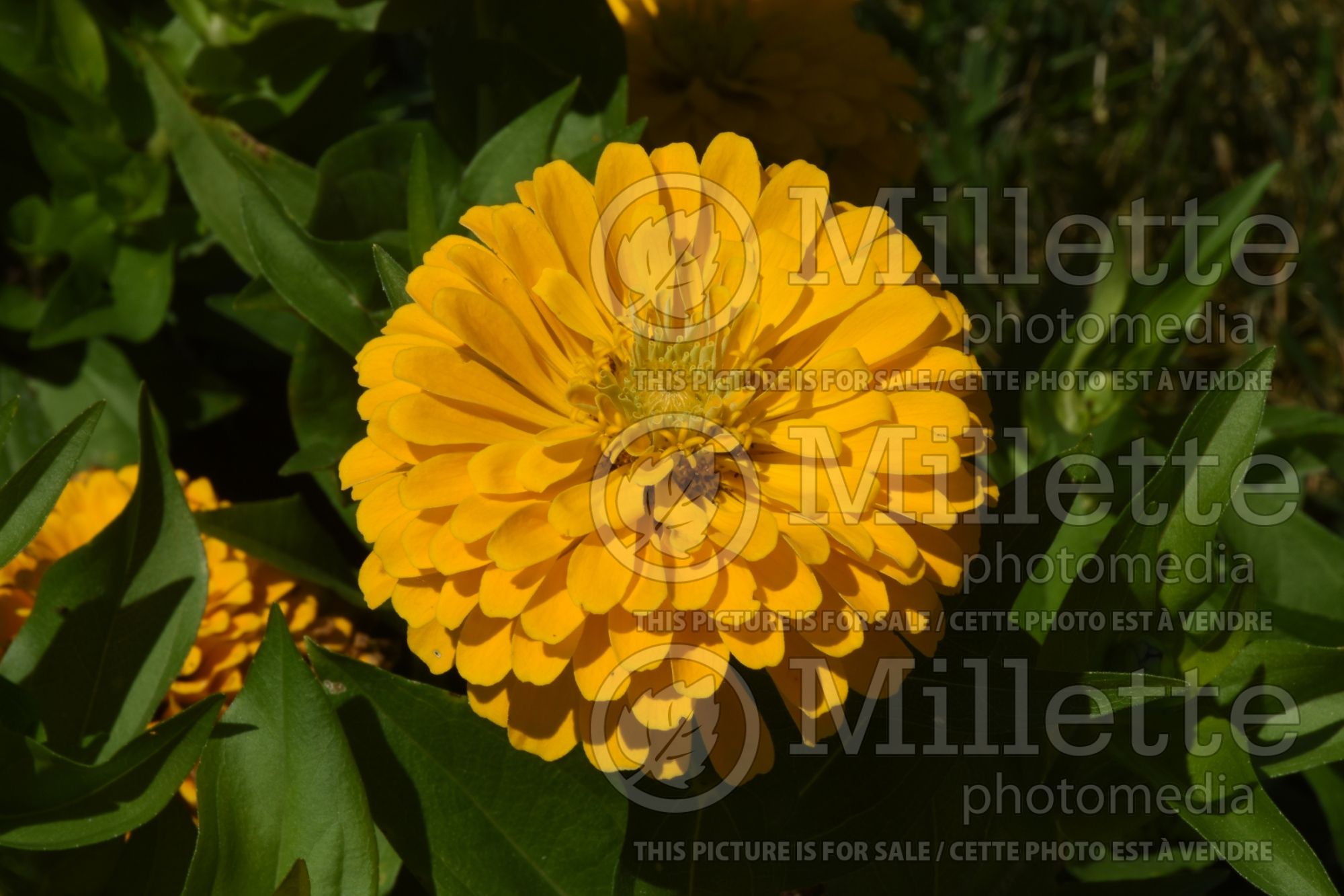 Zinnia Holi Yellow (Zinnia) 2