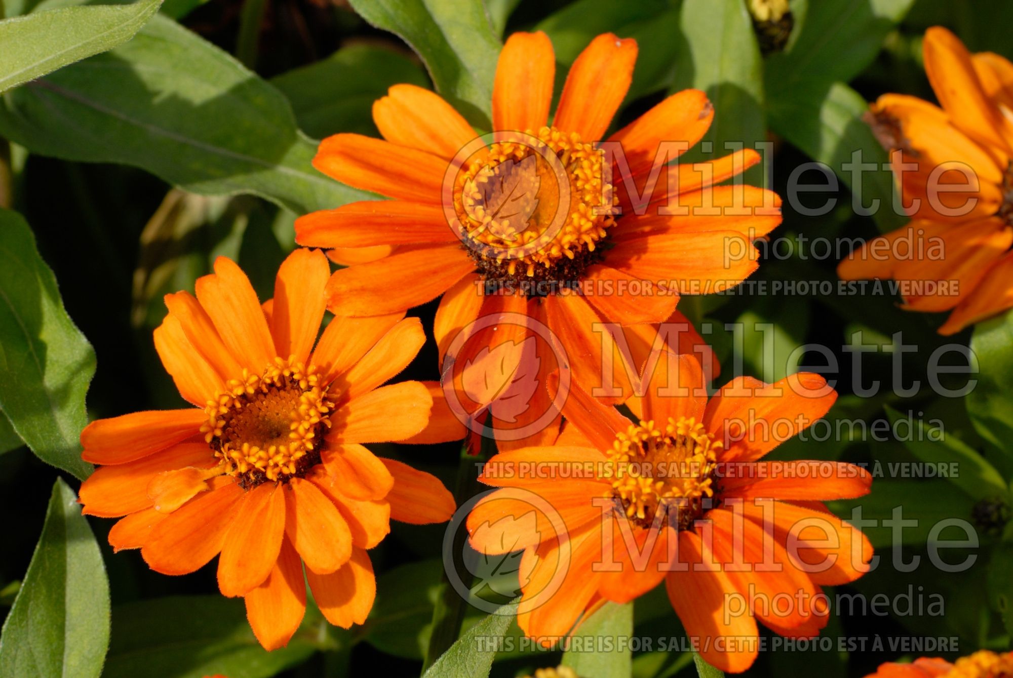 Zinnia Profusion Orange (Zinnia) 3