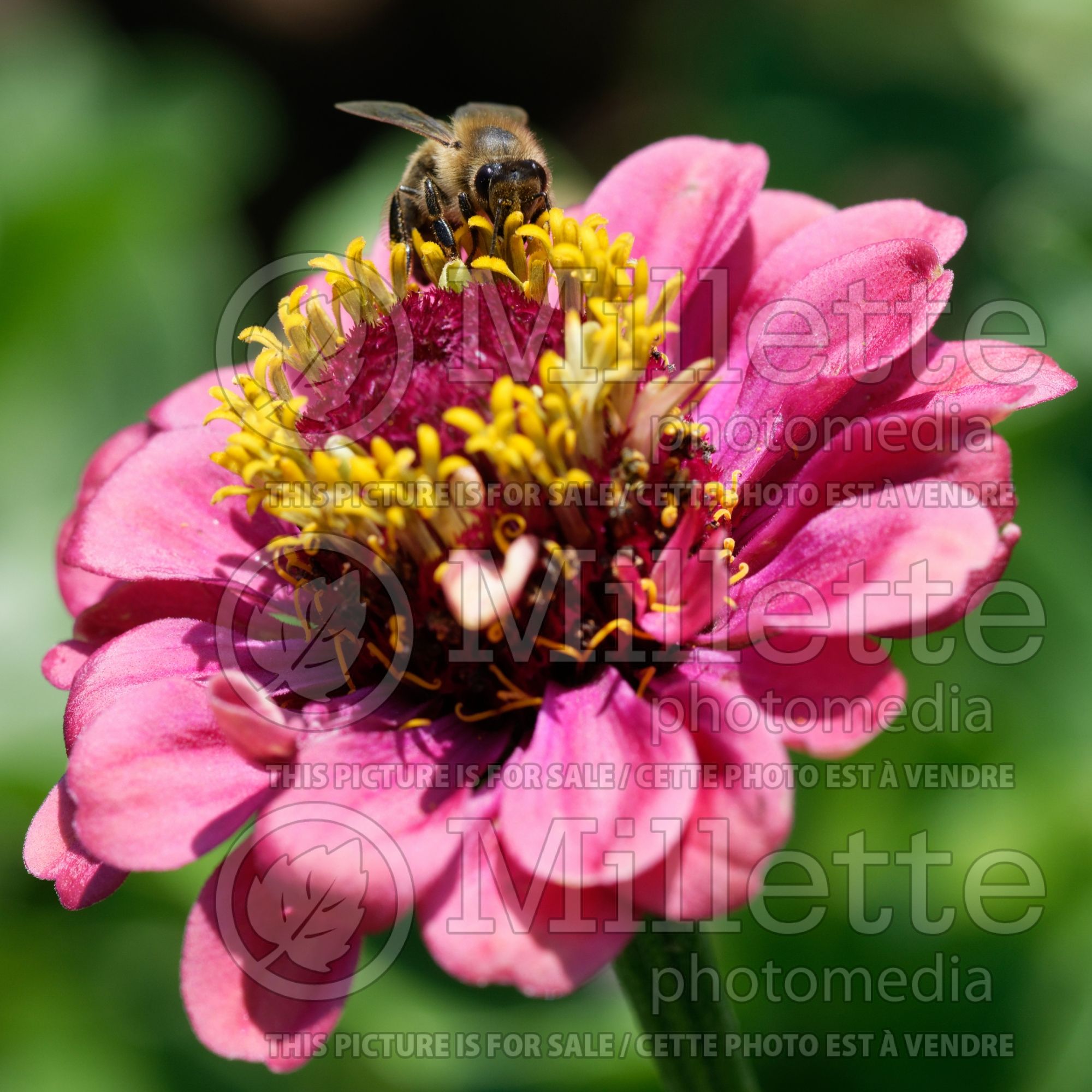 Zinnia Queen Red Lime (Zinnia) 1