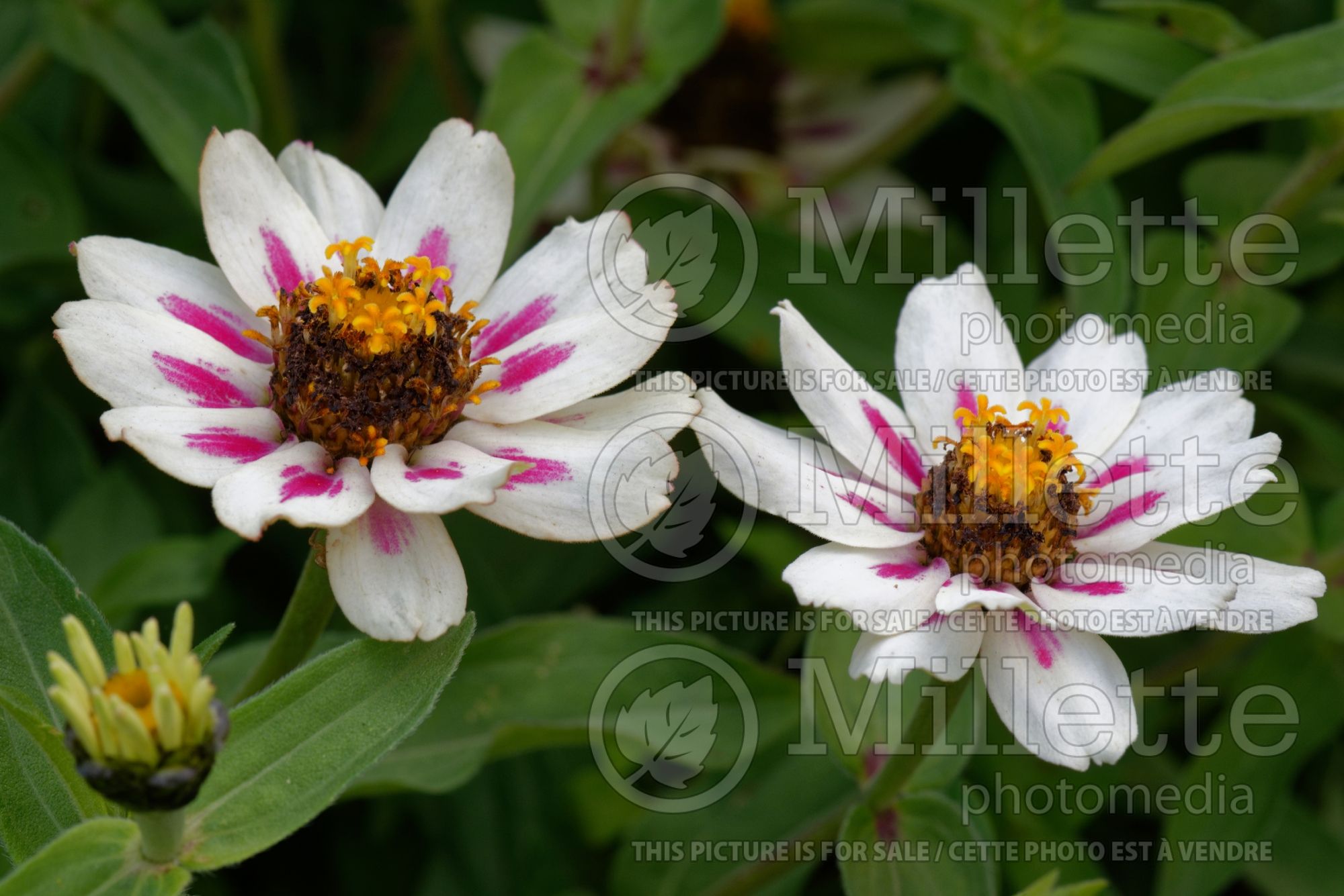 Zinnia Zahara Starlight Rose (Zinnia) 1